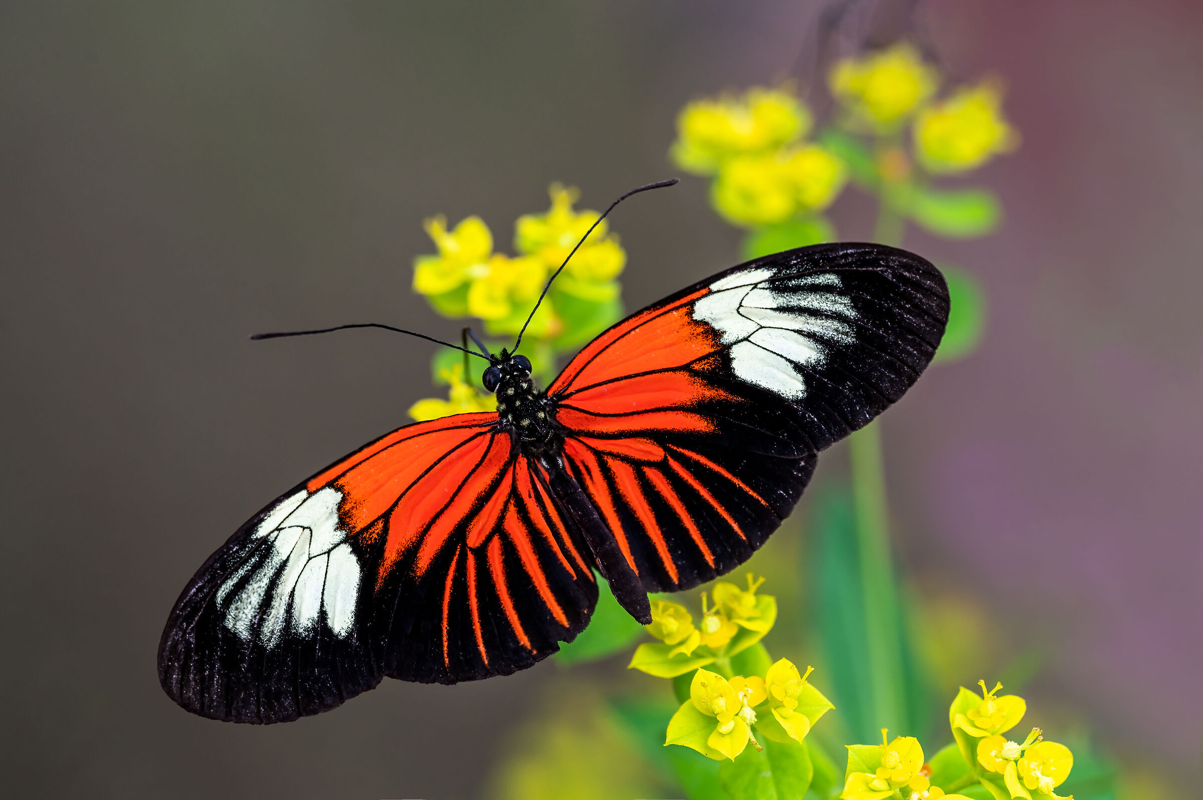 Heliconius erato or butterfly postman