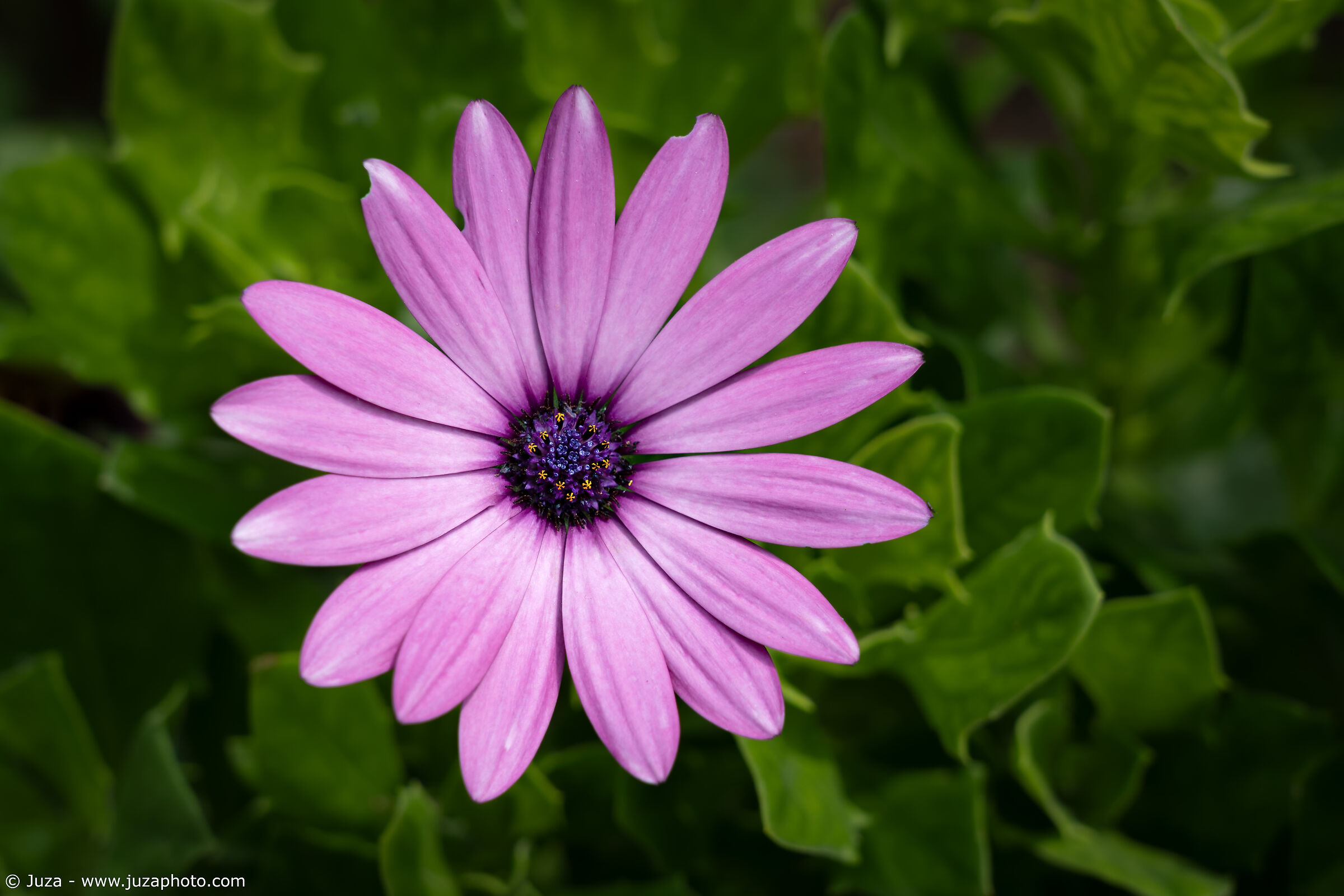 Dimorphotheca ecklonis (Cape daisy)
