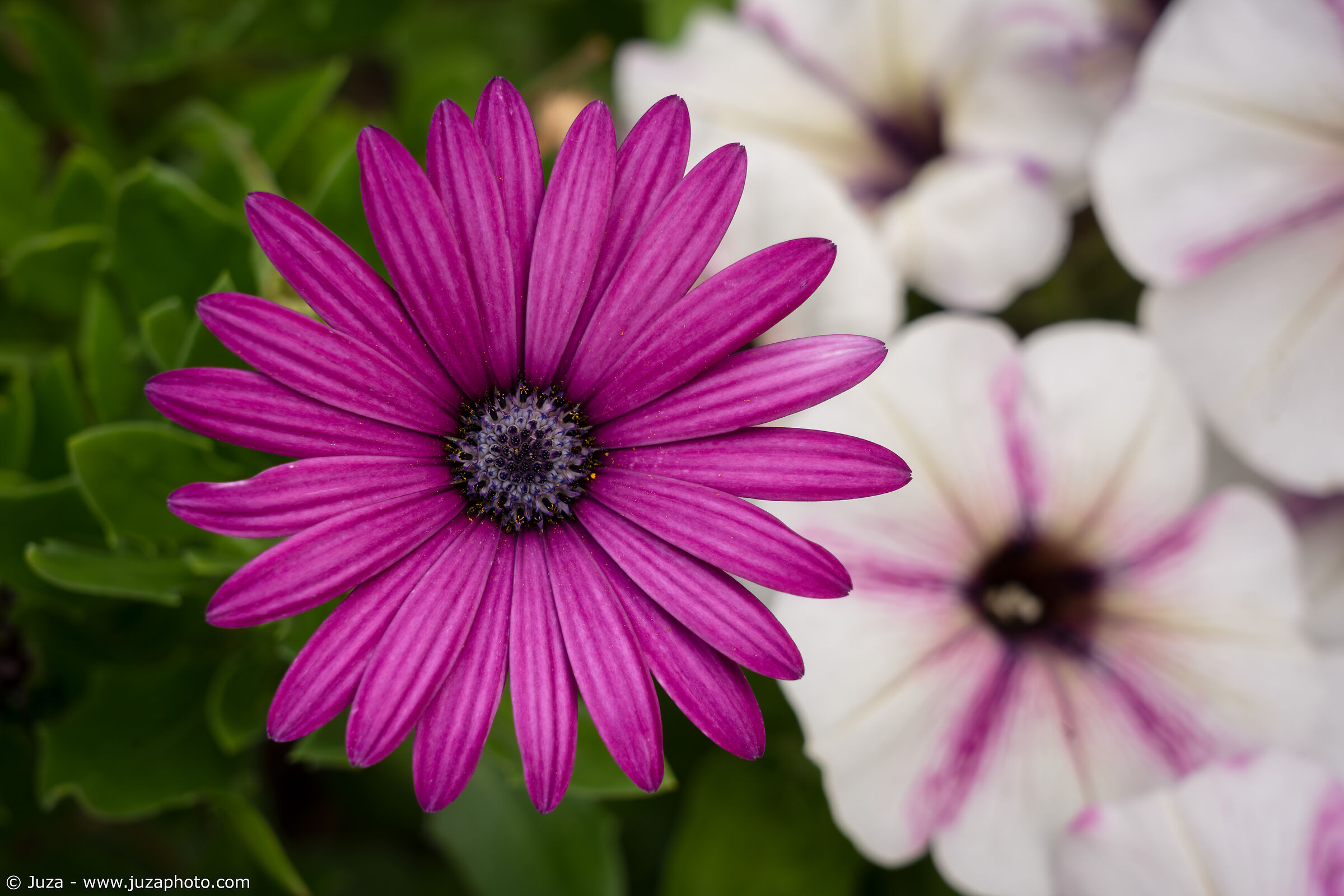 Dimorphotheca ecklonis (margherita del capo)