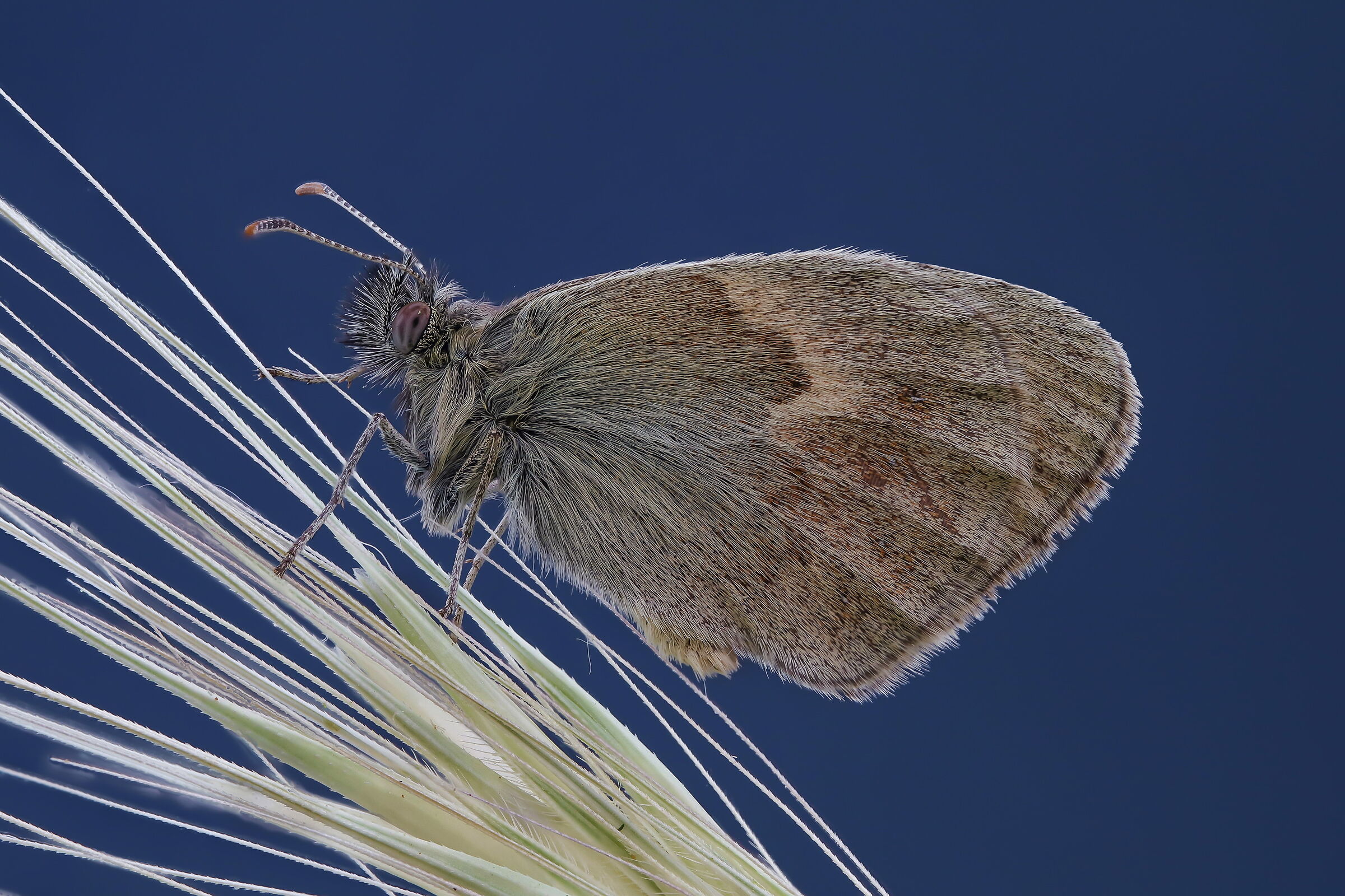 Coenonympha pamphilus
