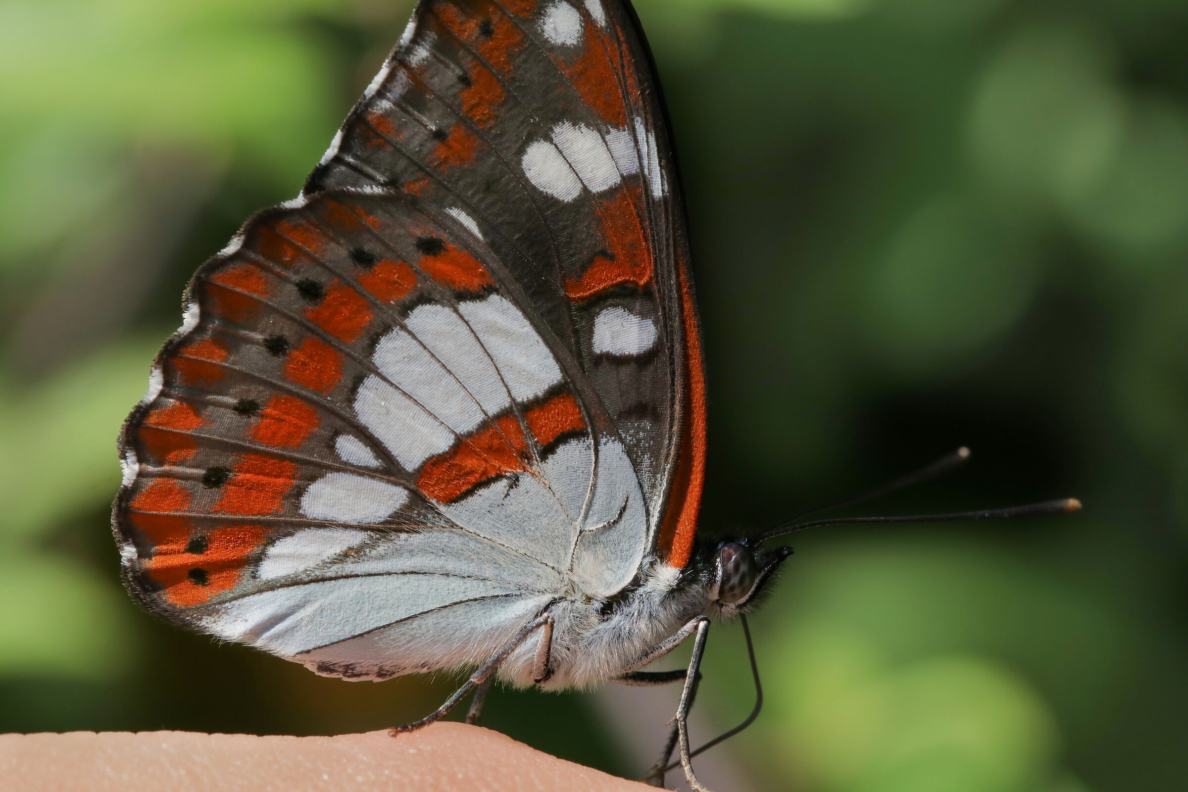 Limenitis reducta