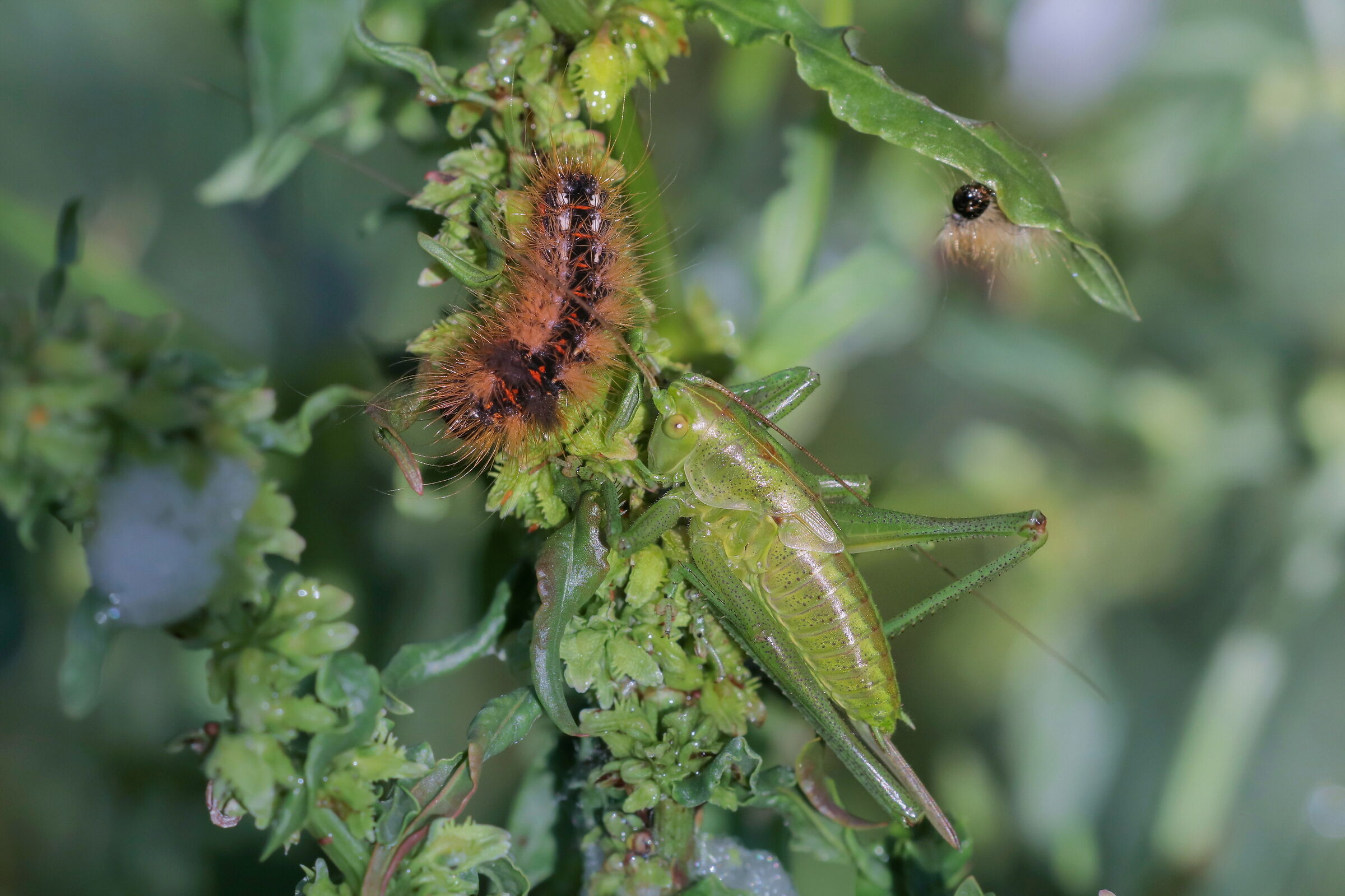 Acronicta rumicis