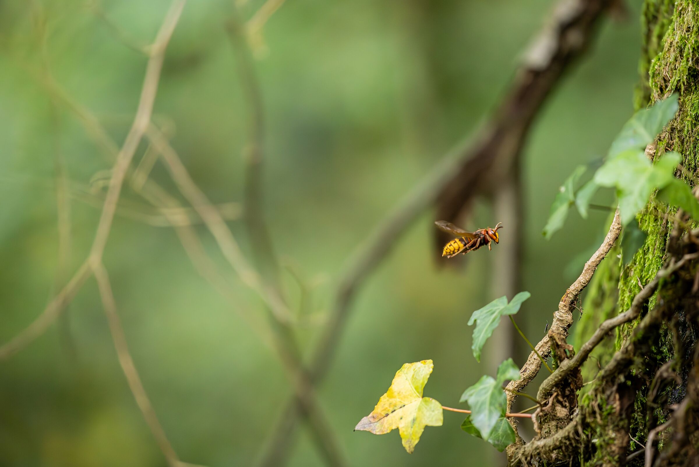 nel profondo della selva