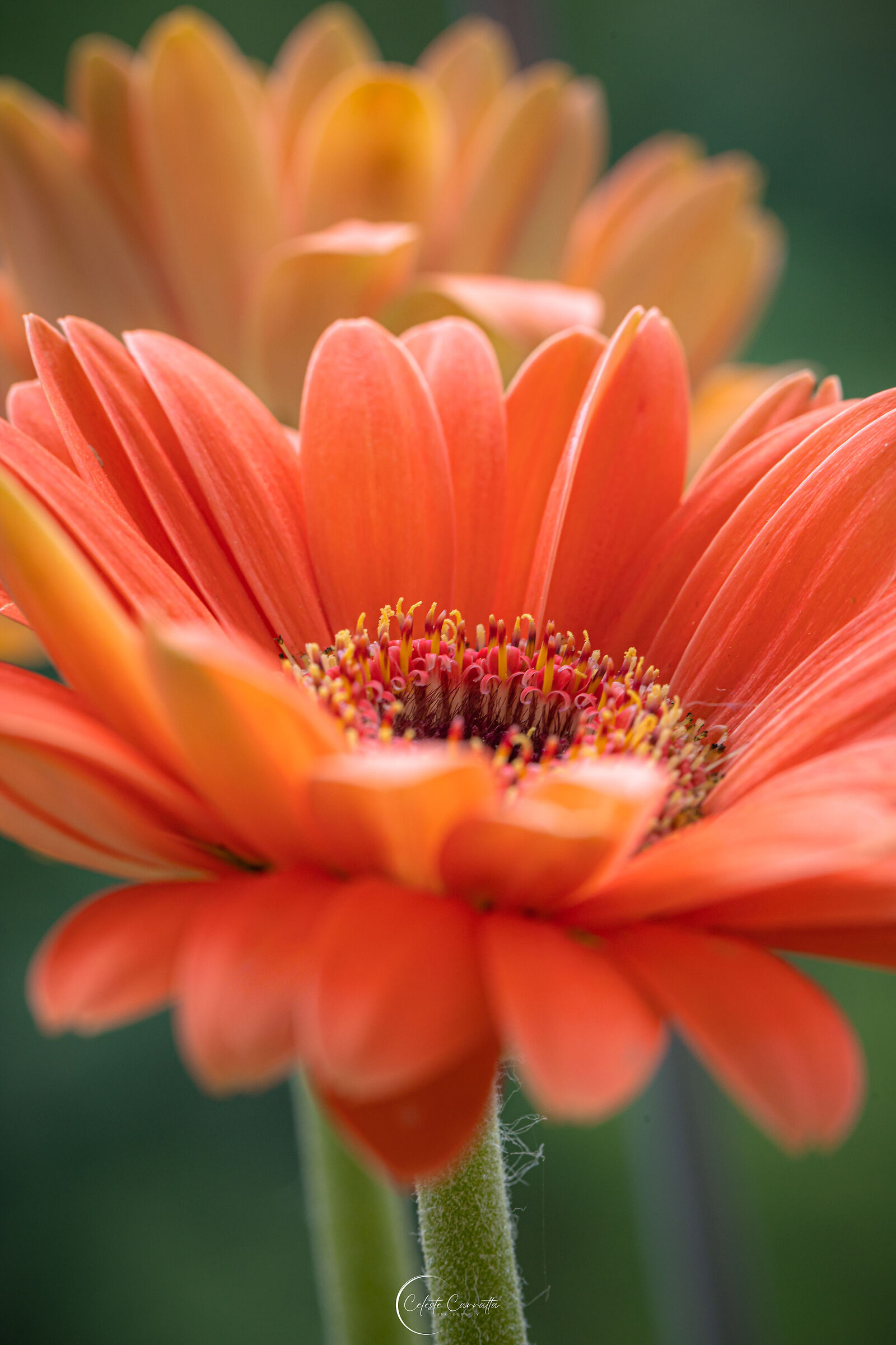 Flowers are the eyes with which to look at nature. ?