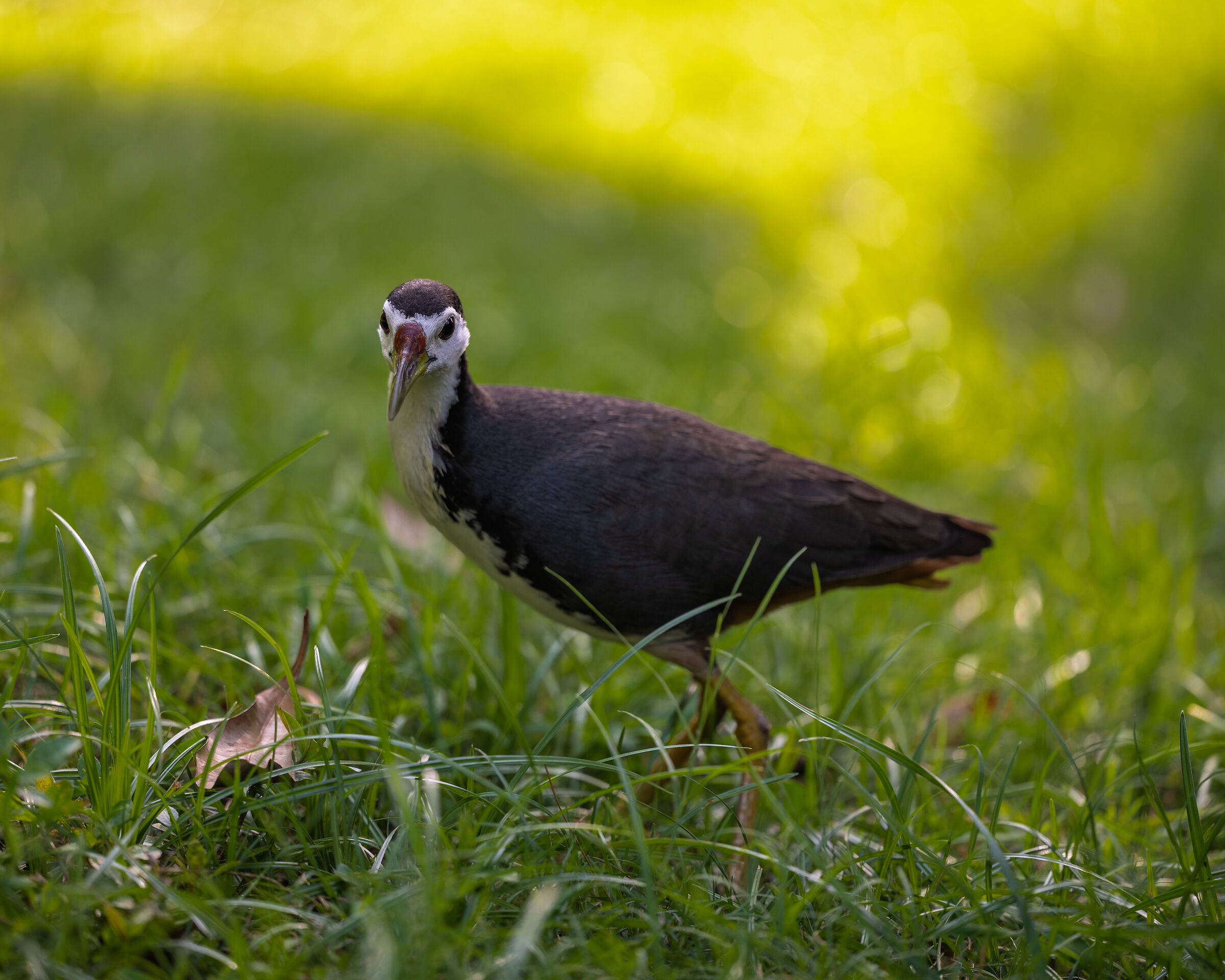 Gallinella petto bianco