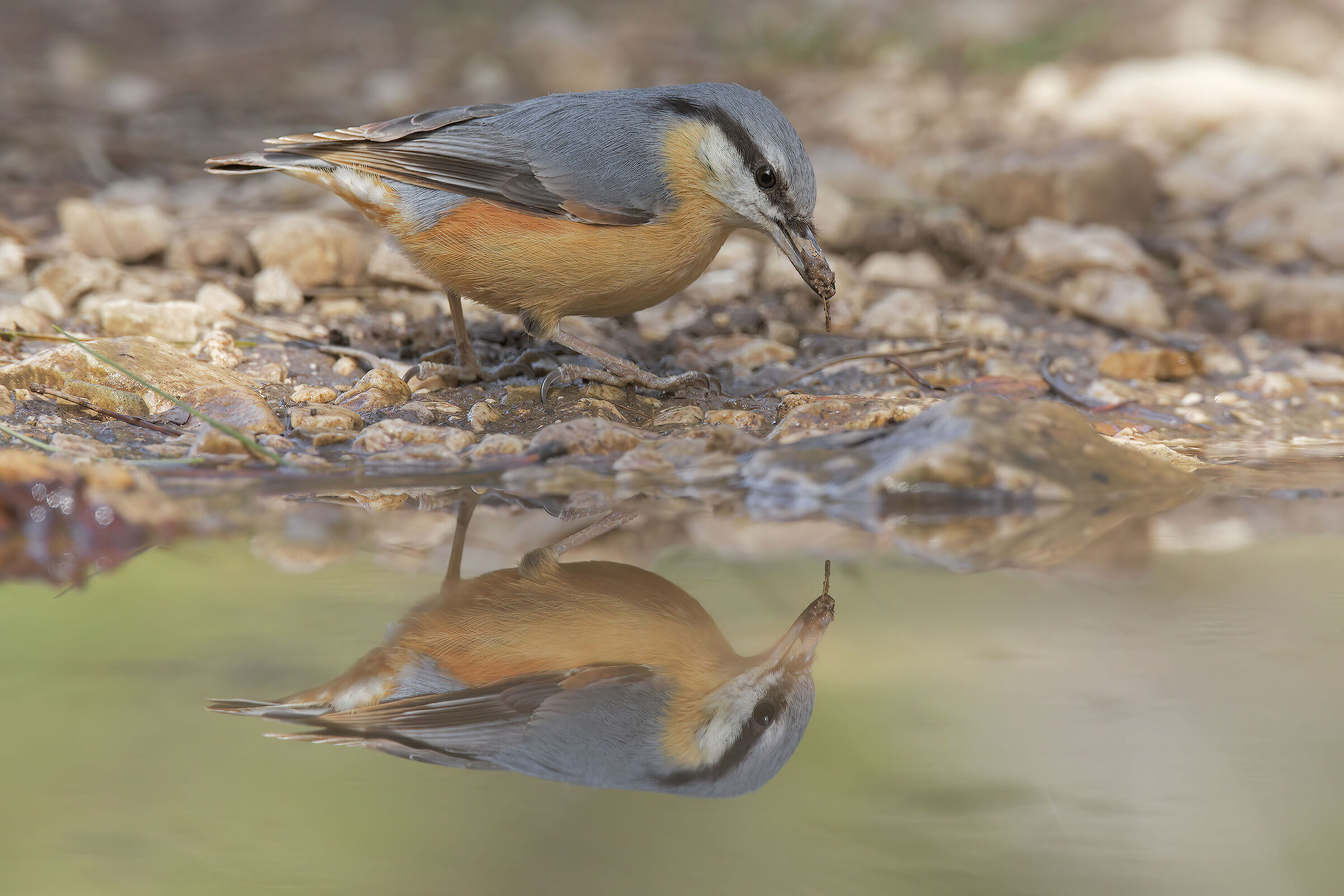Wood nuthatch