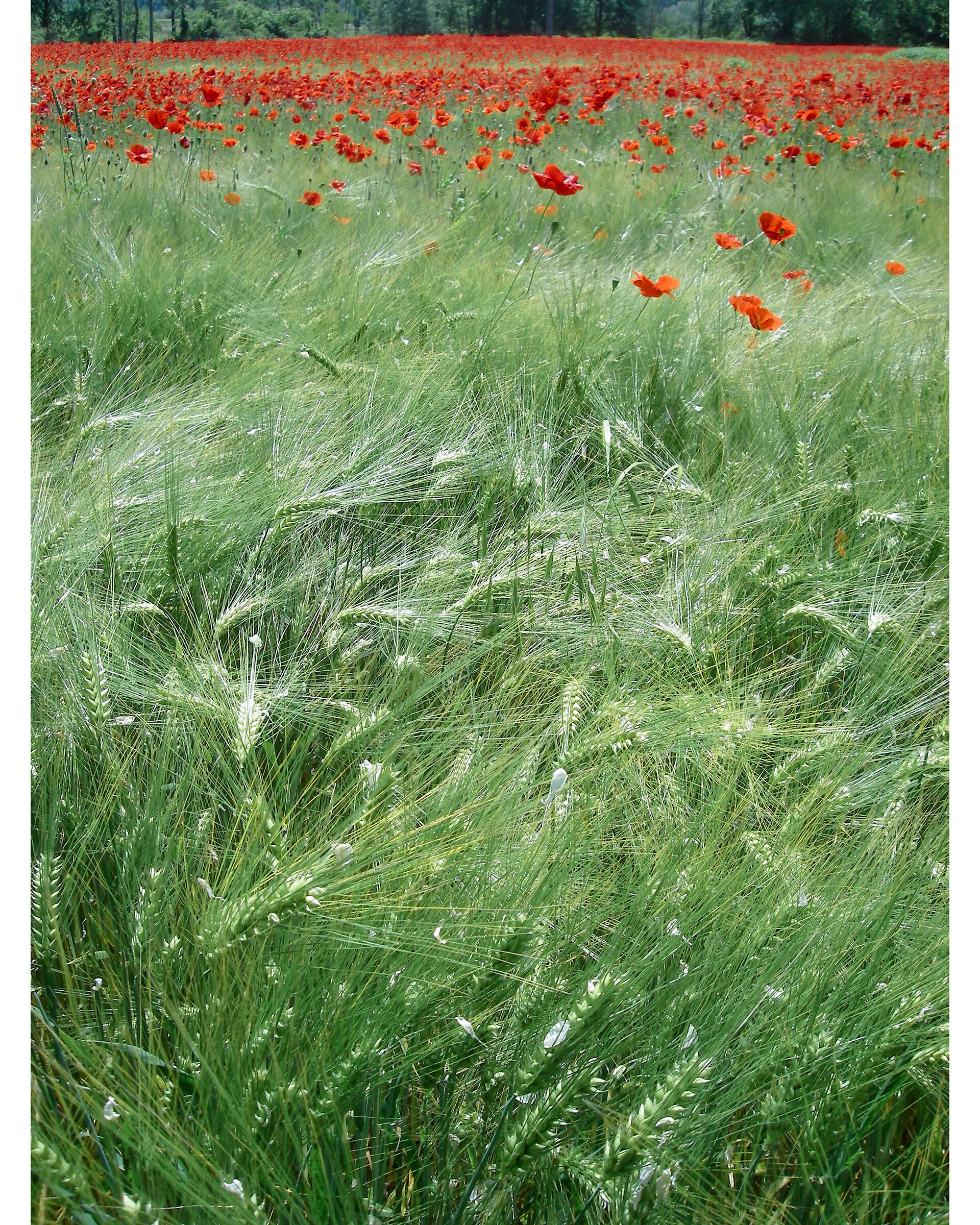 _ papaveri tra il Grano acerbo