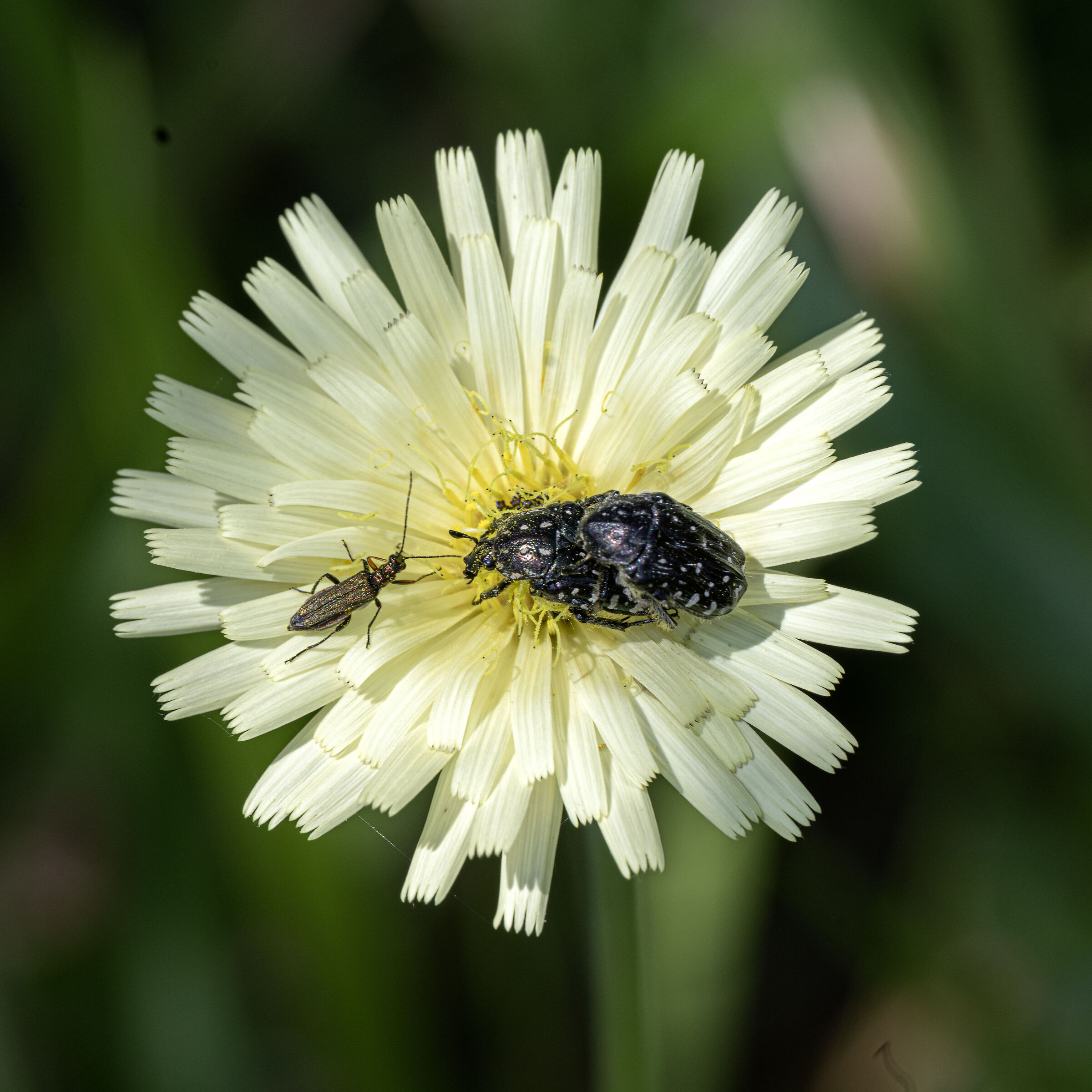 Ehi, cosa state combinando ?