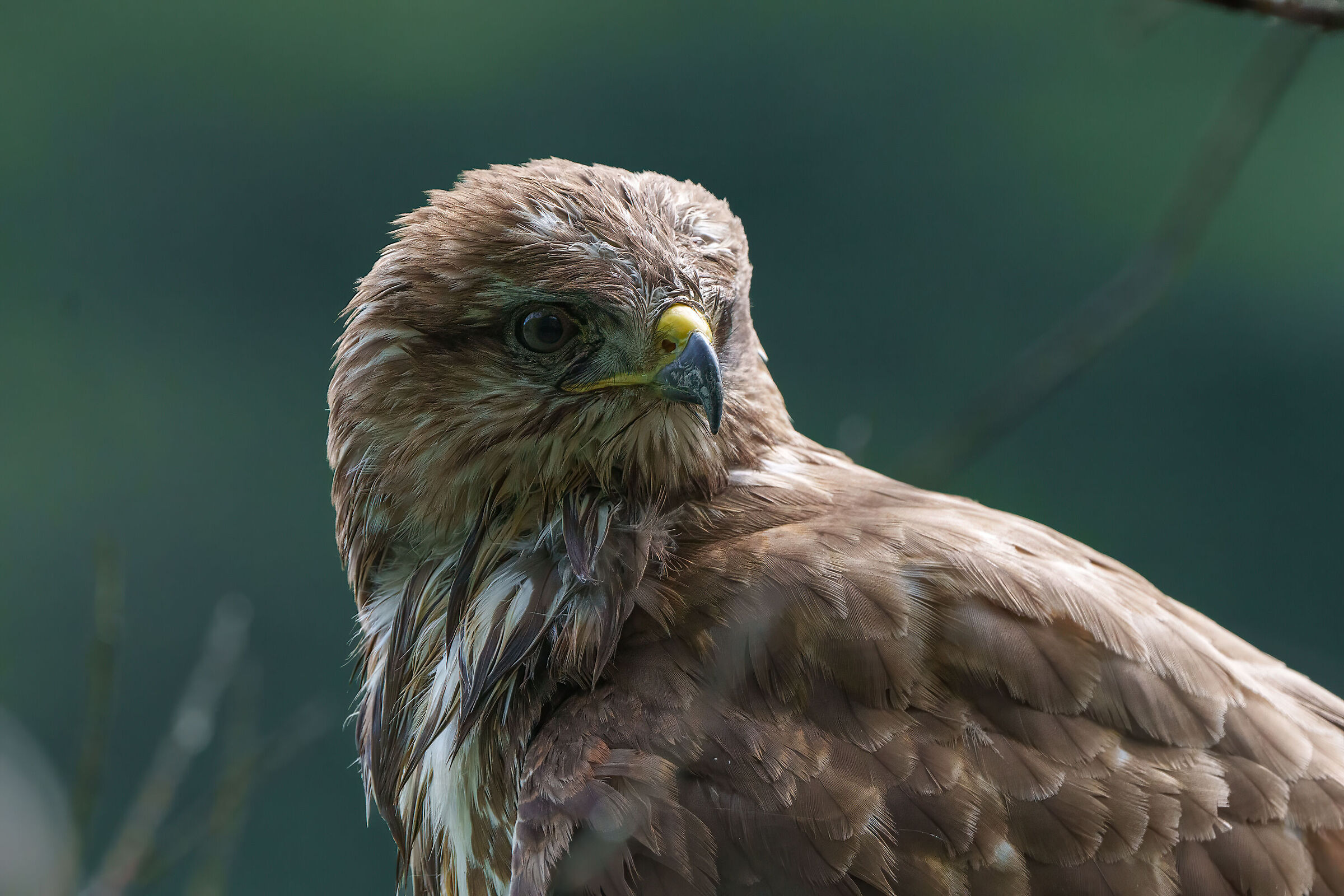 Young buzzard