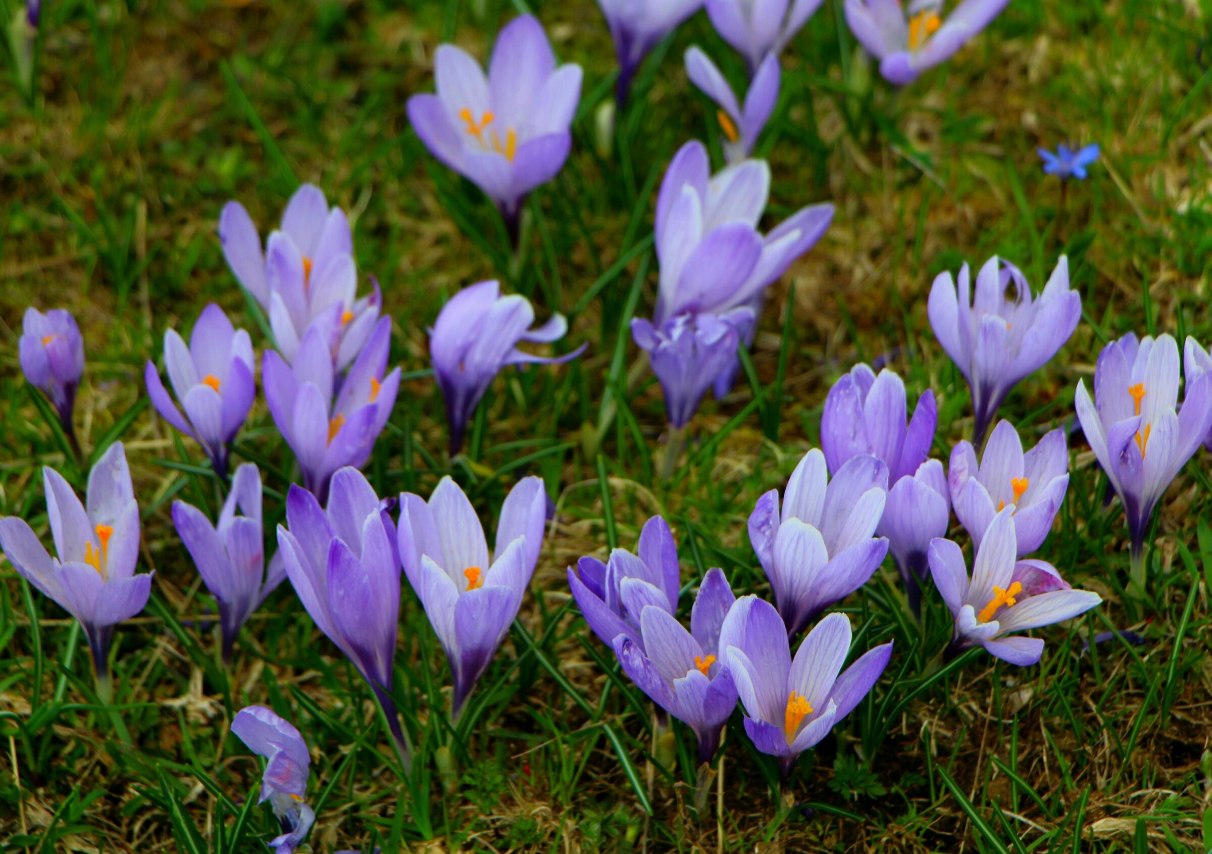 Crocus