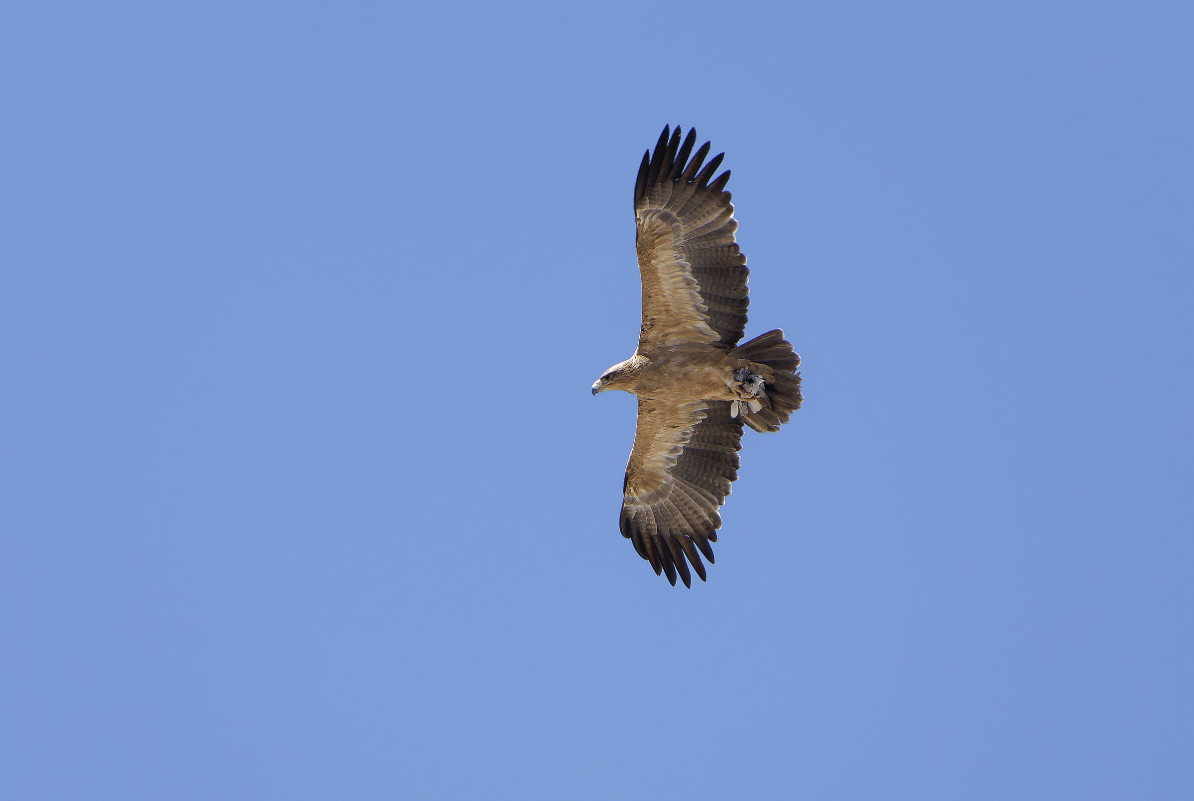 Tawny Eagle con preda. Aquila Rapax Namibia