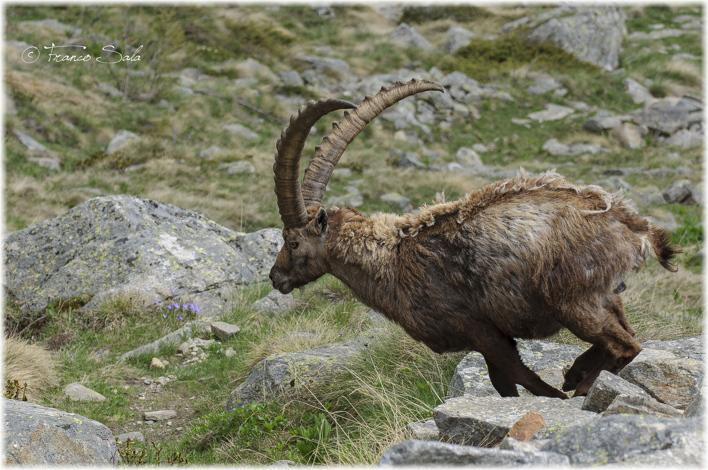Stambecco al Gran Paradiso