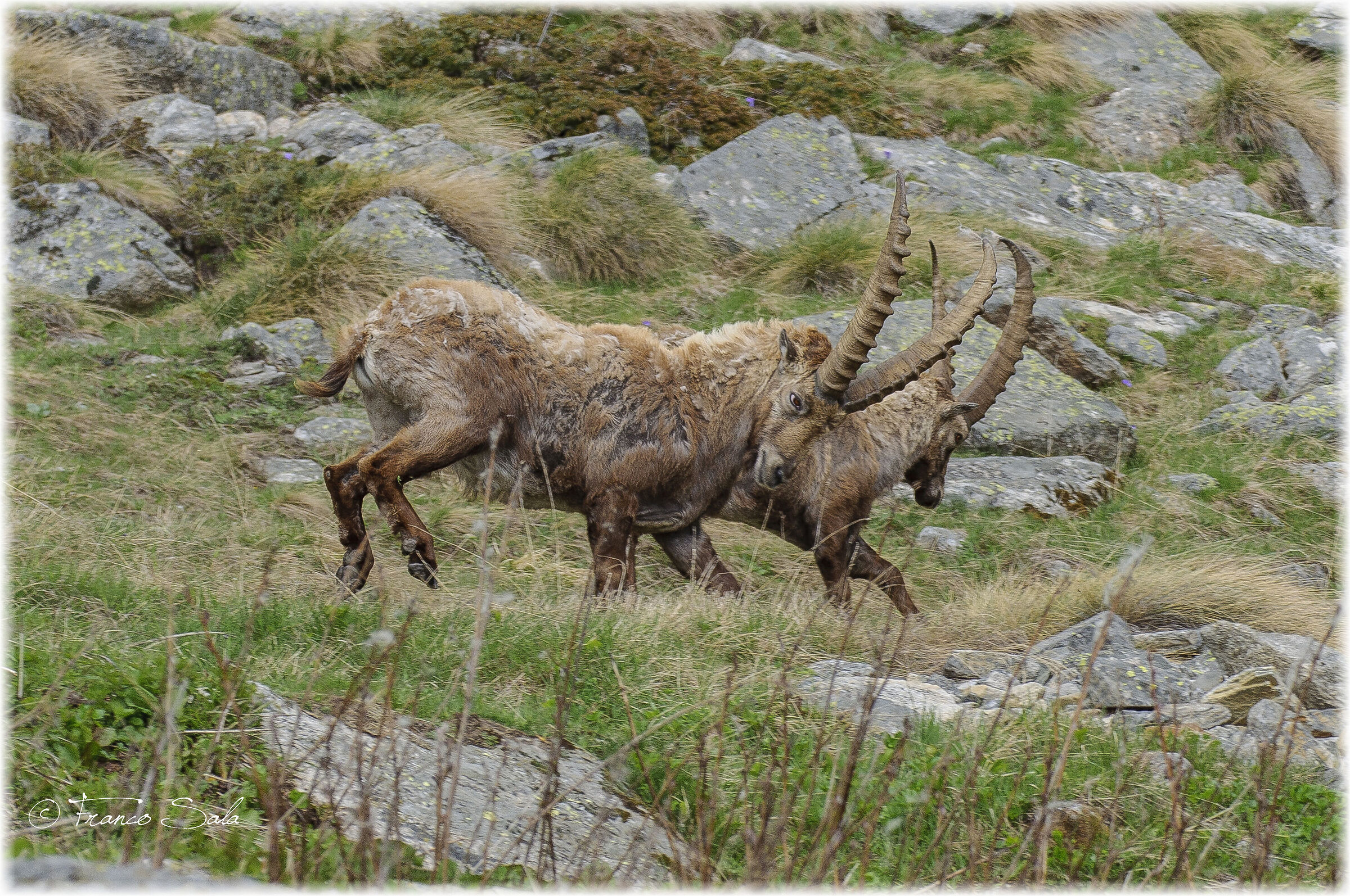 Stambecchi al Gran Paradiso