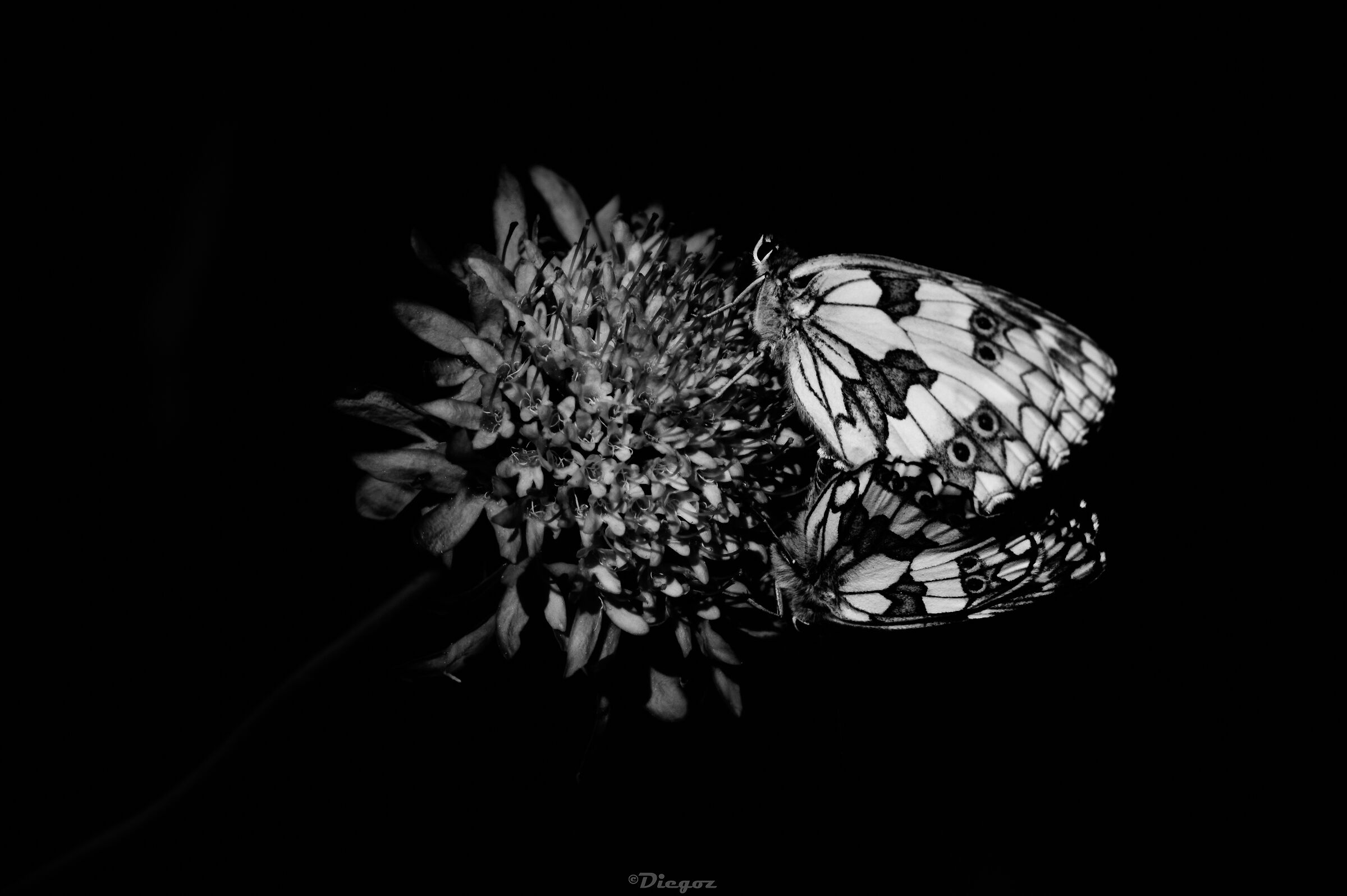 Untitled Photo