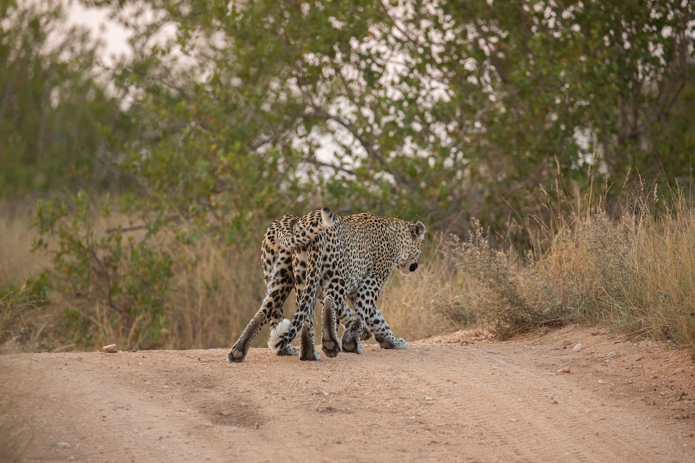 anteprima...di spalle