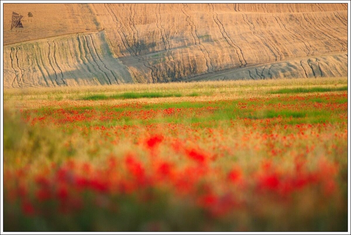 papaveri e grano