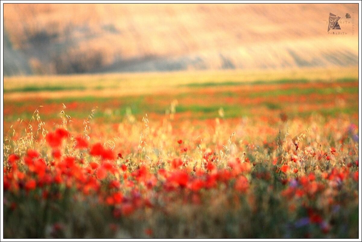 van gogh in fotografia