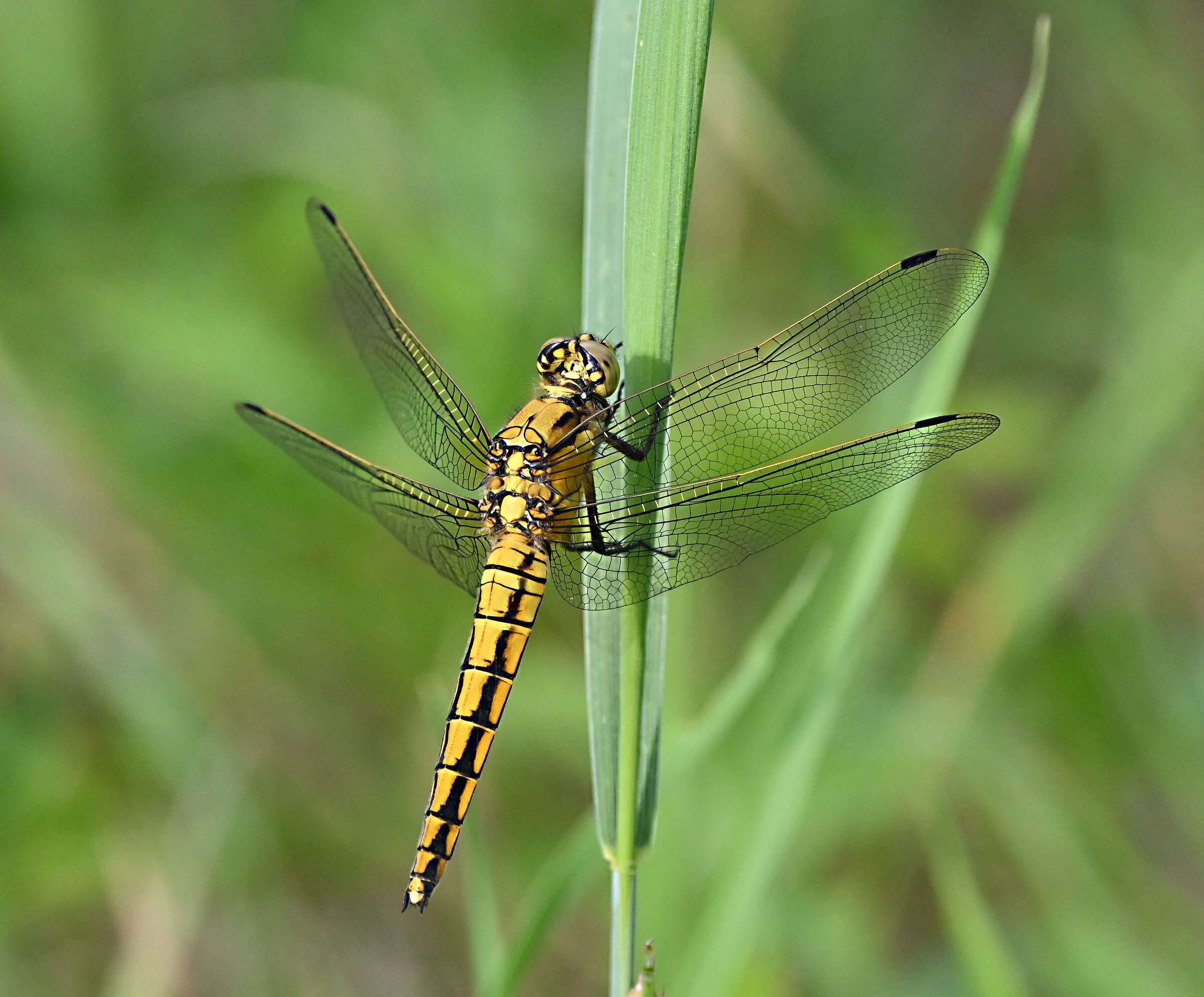 Orthetrum cancellatum femmina