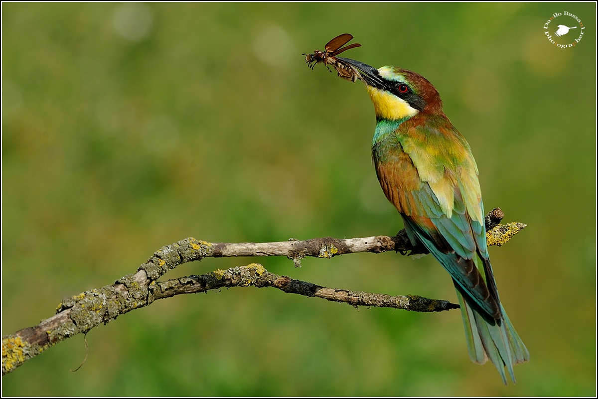 Bee-eater
