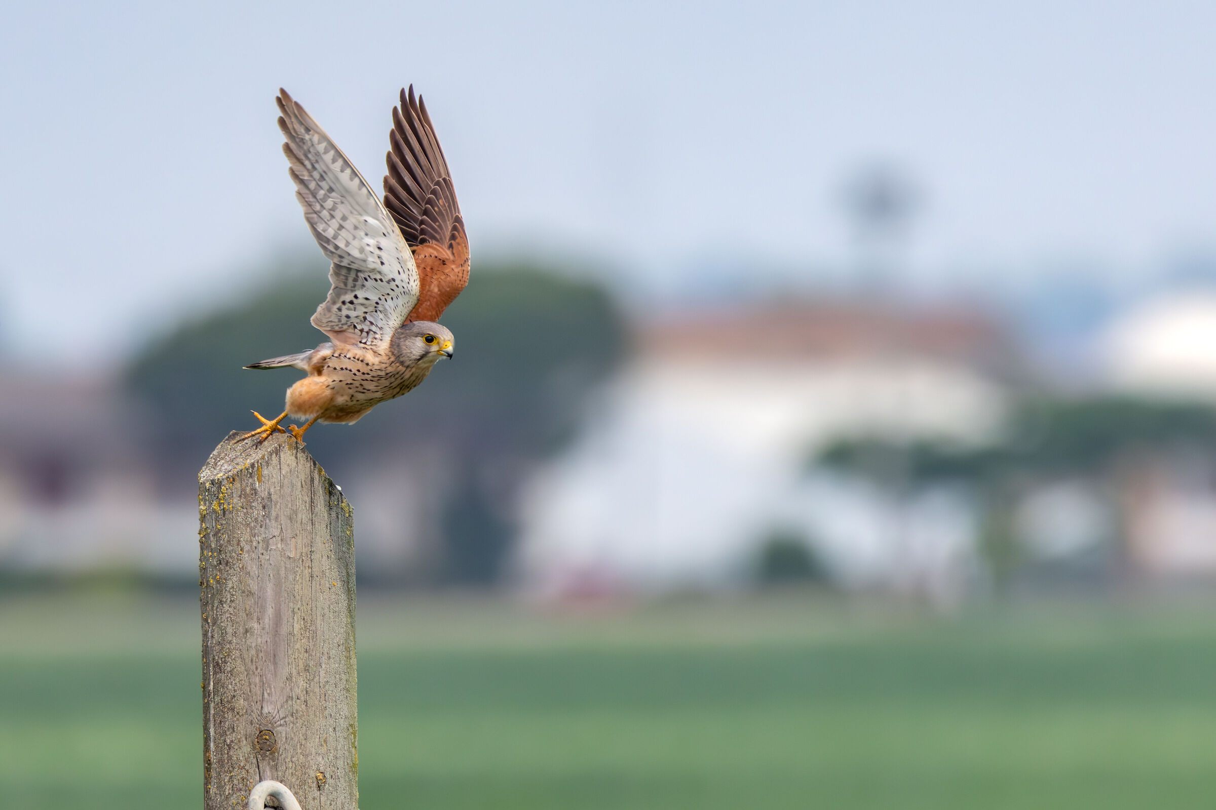 Falco tinnunculus
