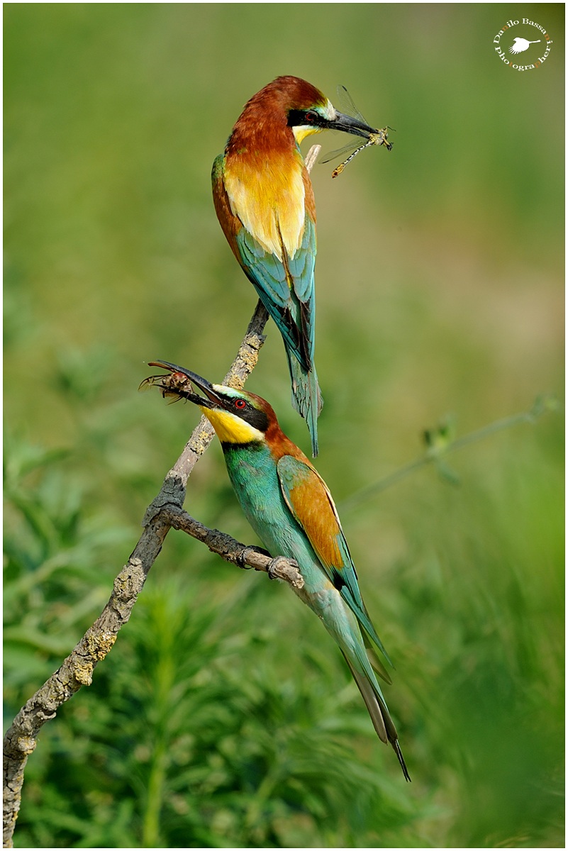 Bee-eaters with Prey