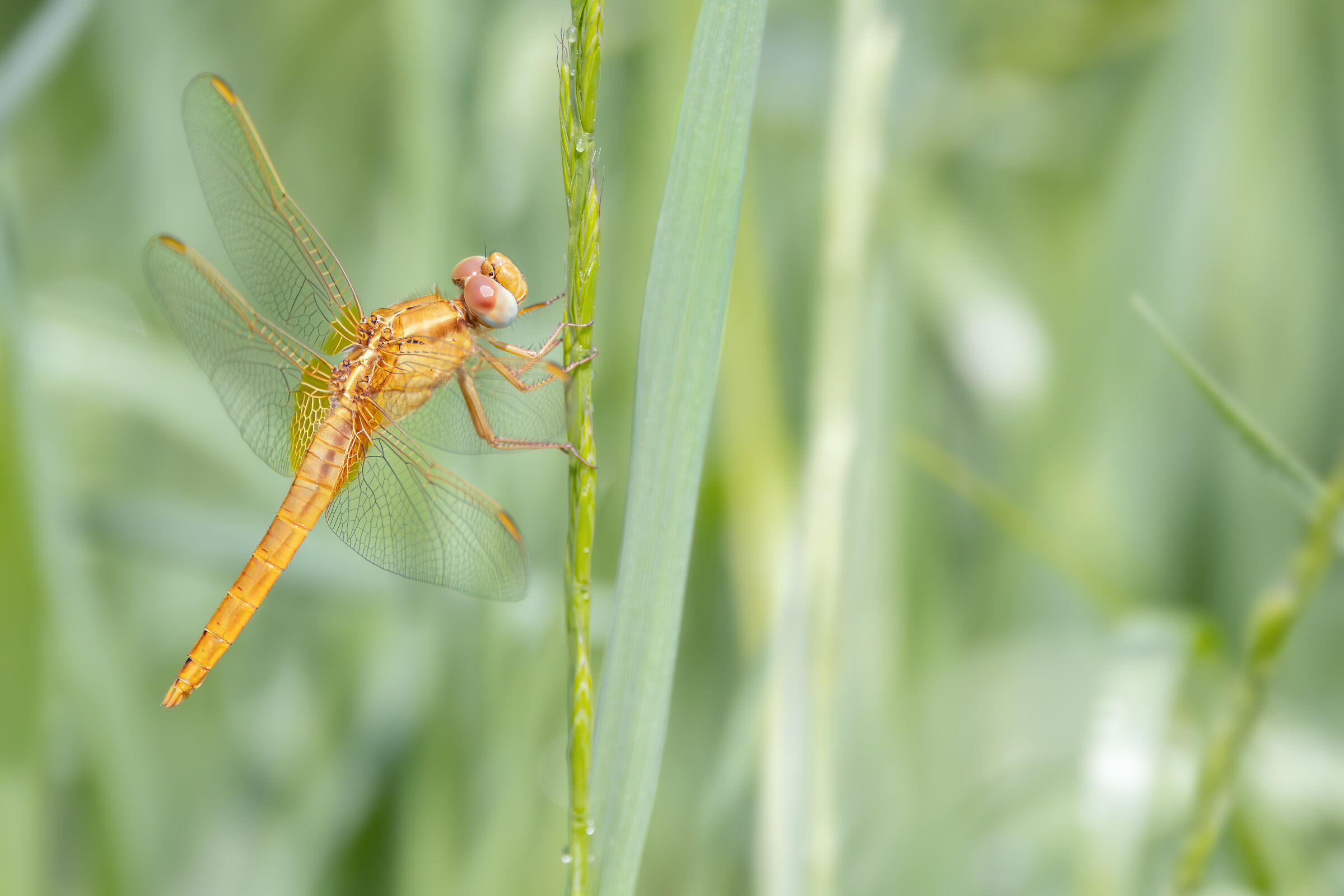 Crocothemis erythraea
