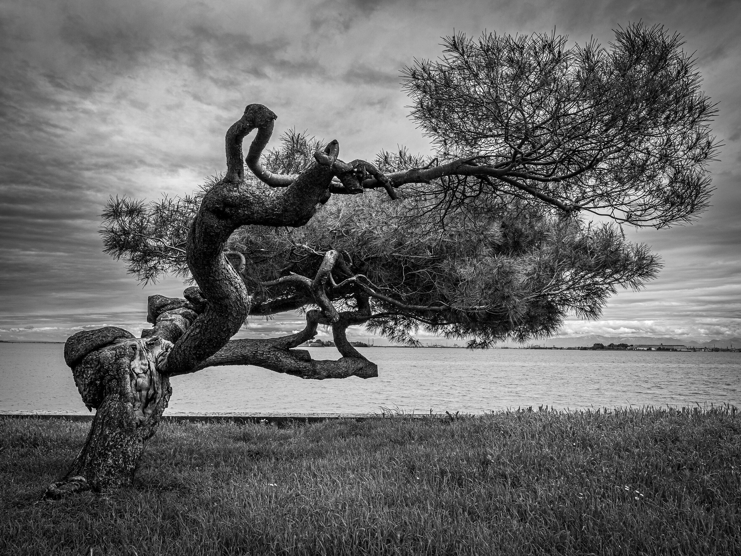 L'Albero Contorsionista