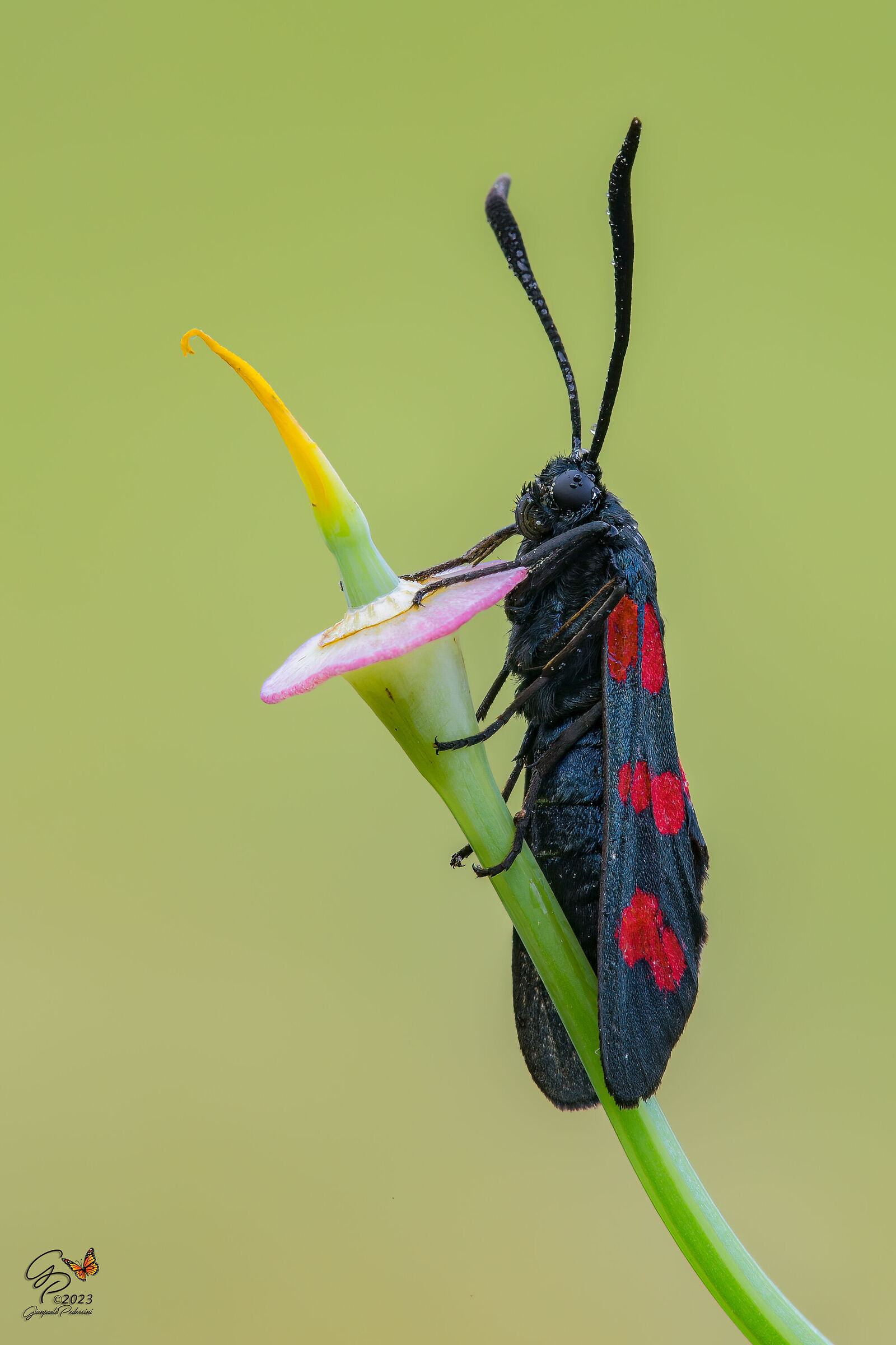 Zygaena filipendulae