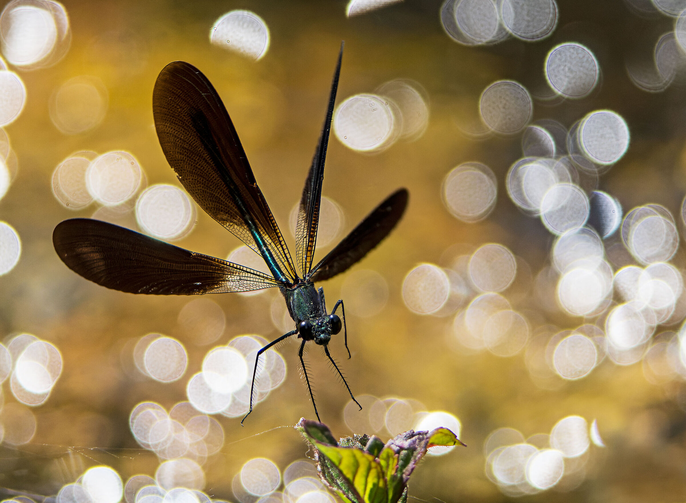 Calopteryx haemorroidalis