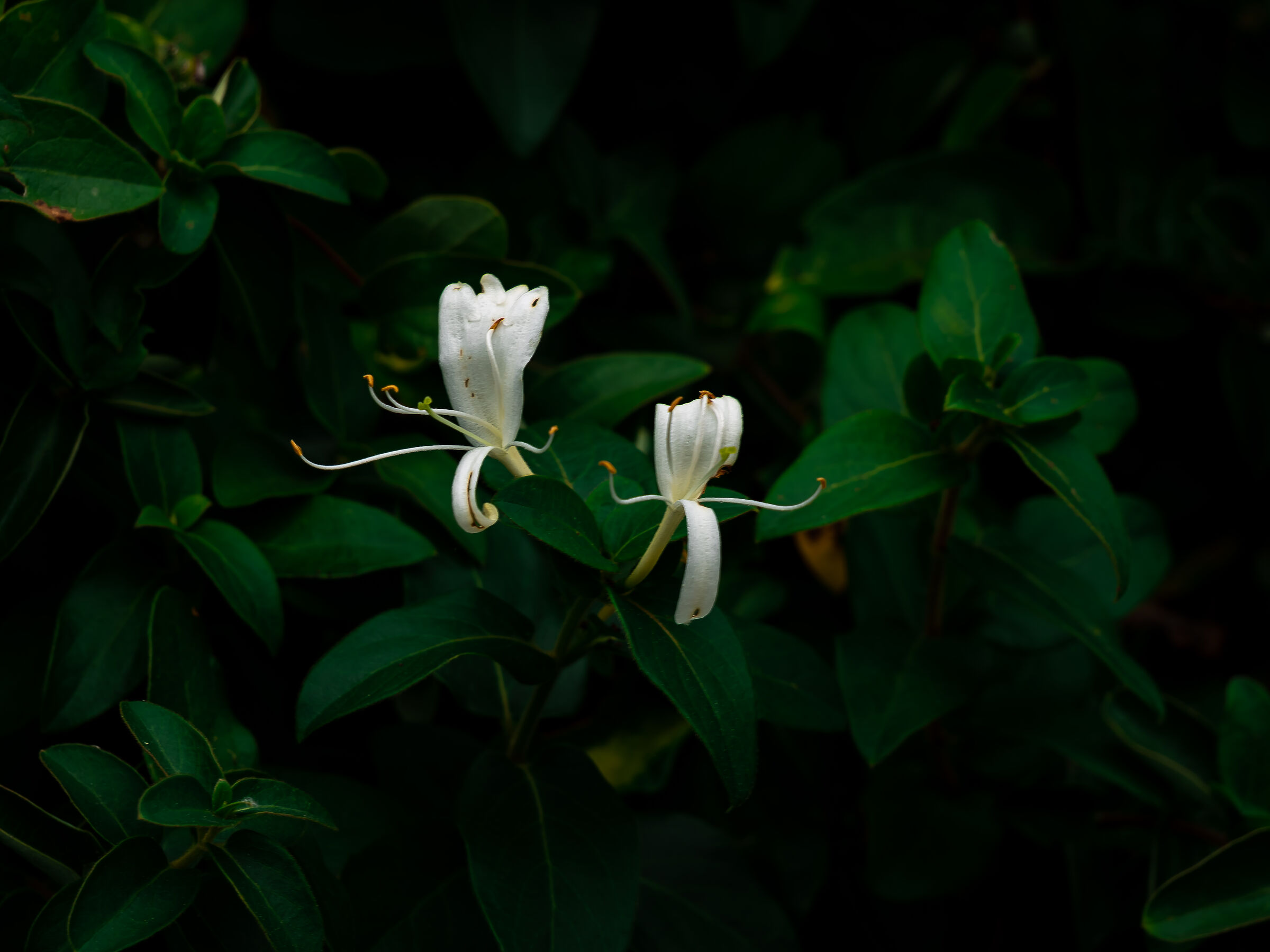 Honeysuckle