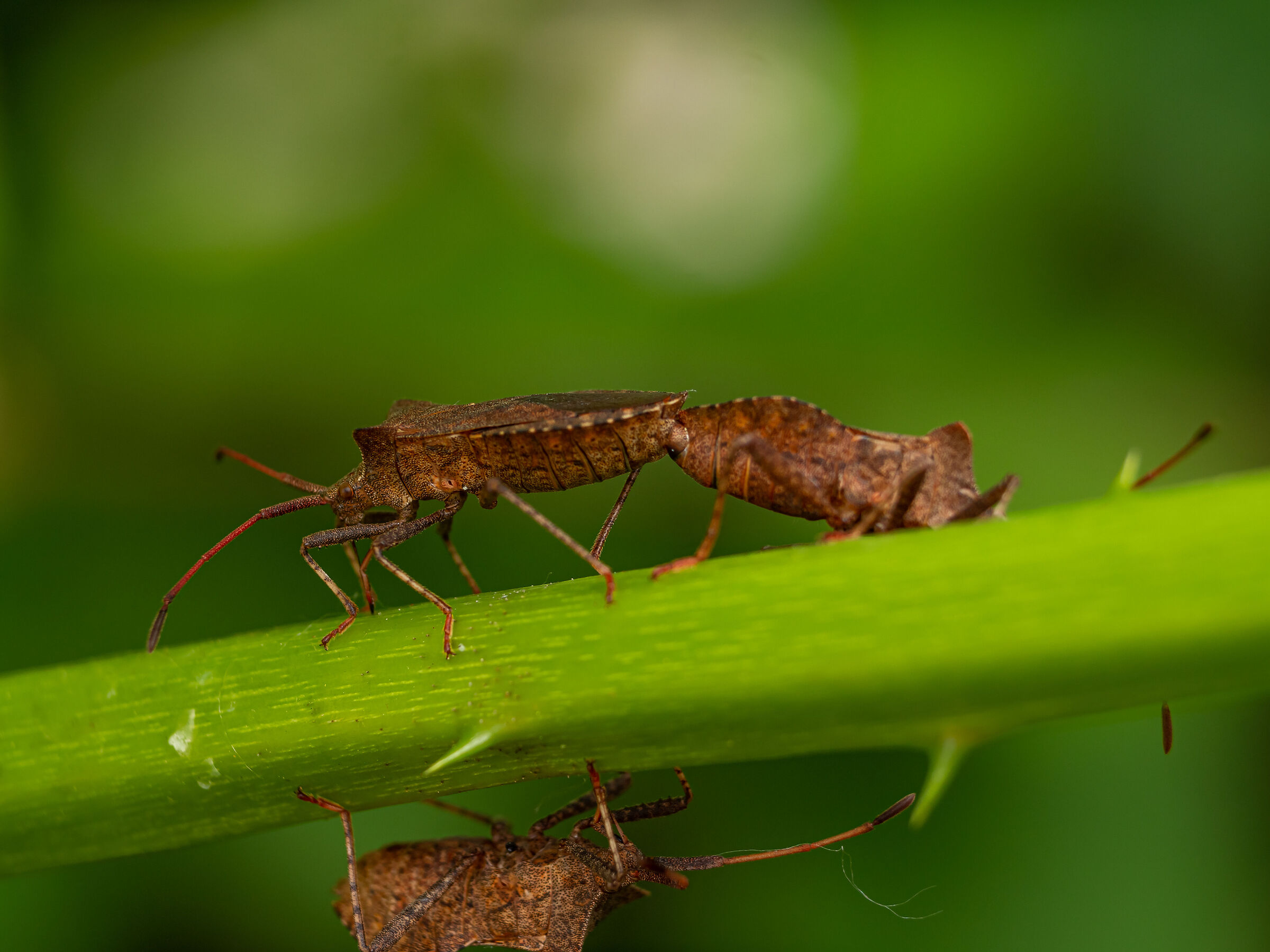Euthochtha galeator
