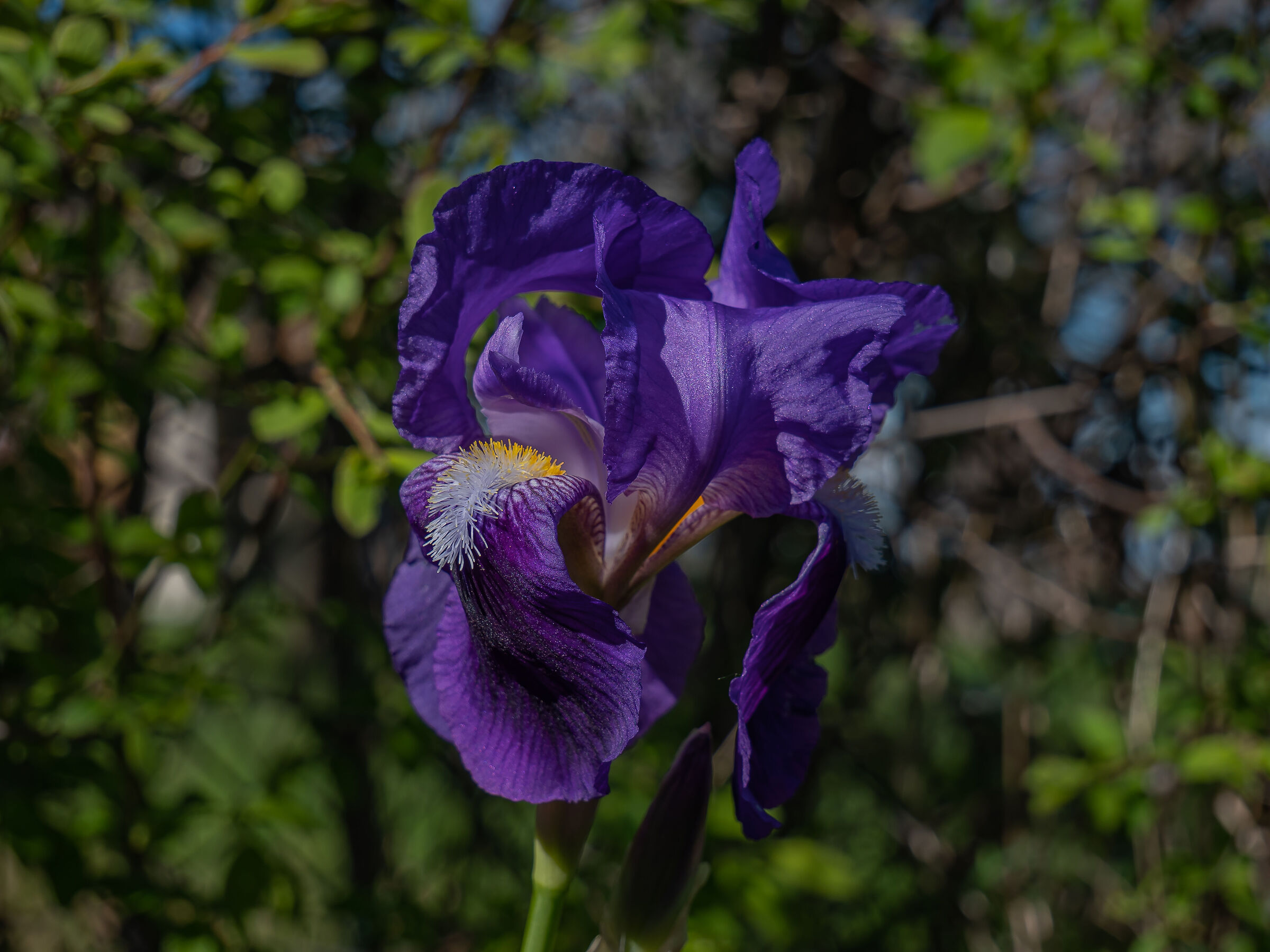 Gladiolus