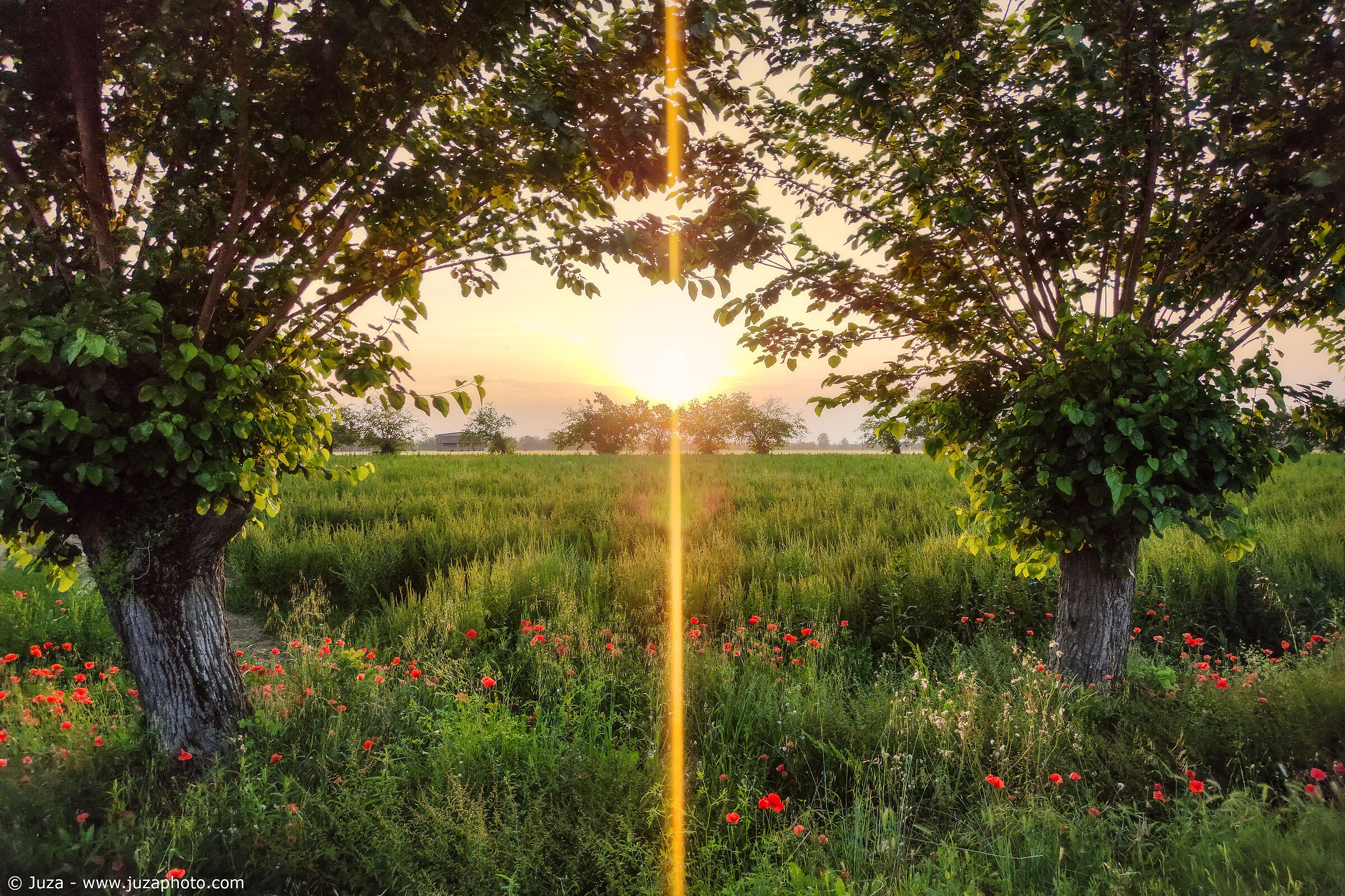 Tramonto tra i gelsi