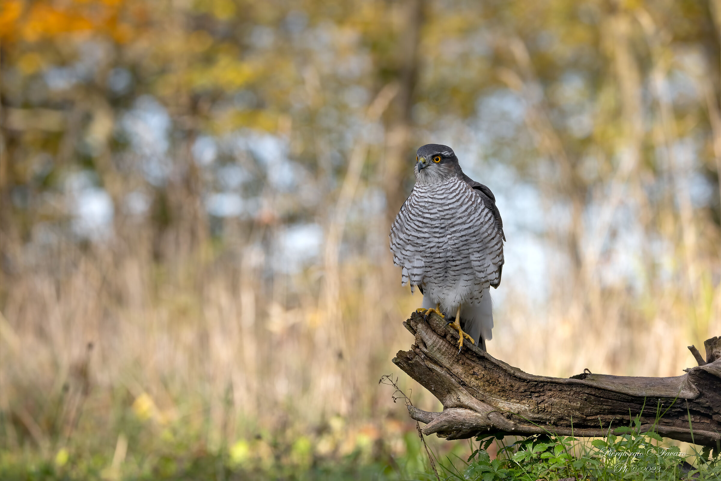 Sparrowhawk Female