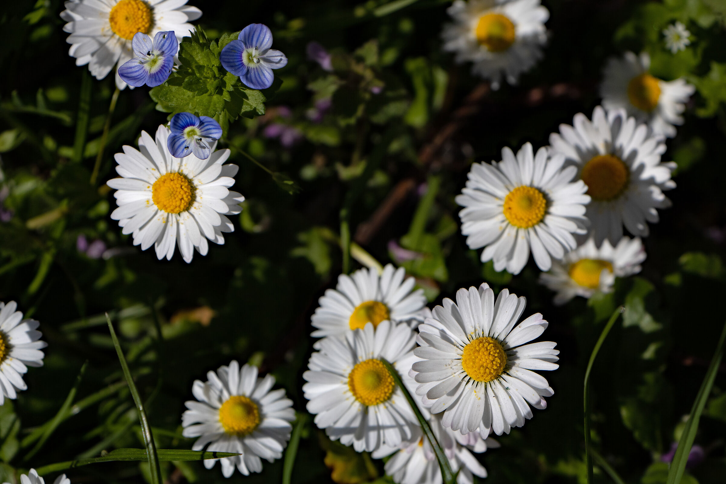 Daisies Desktop format