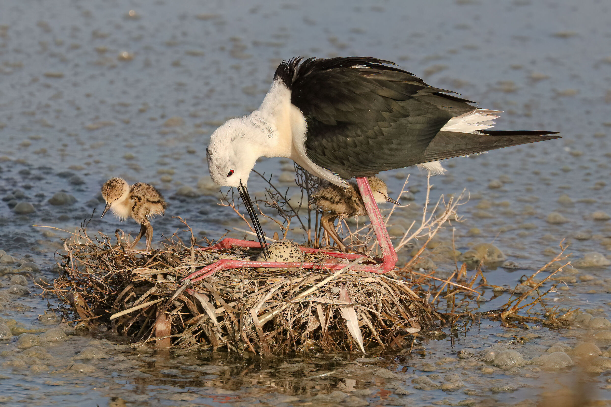 Knight of Italy nesting 2023