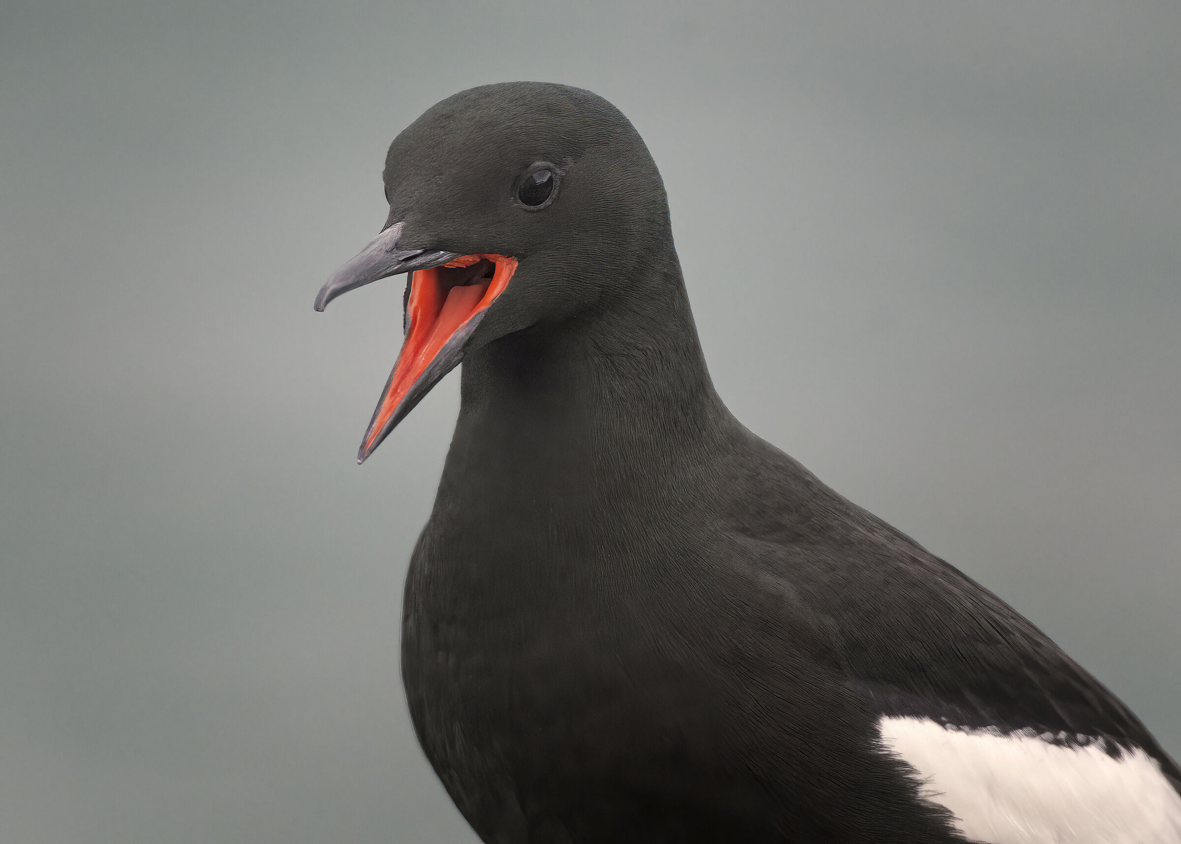 Black Guillemot