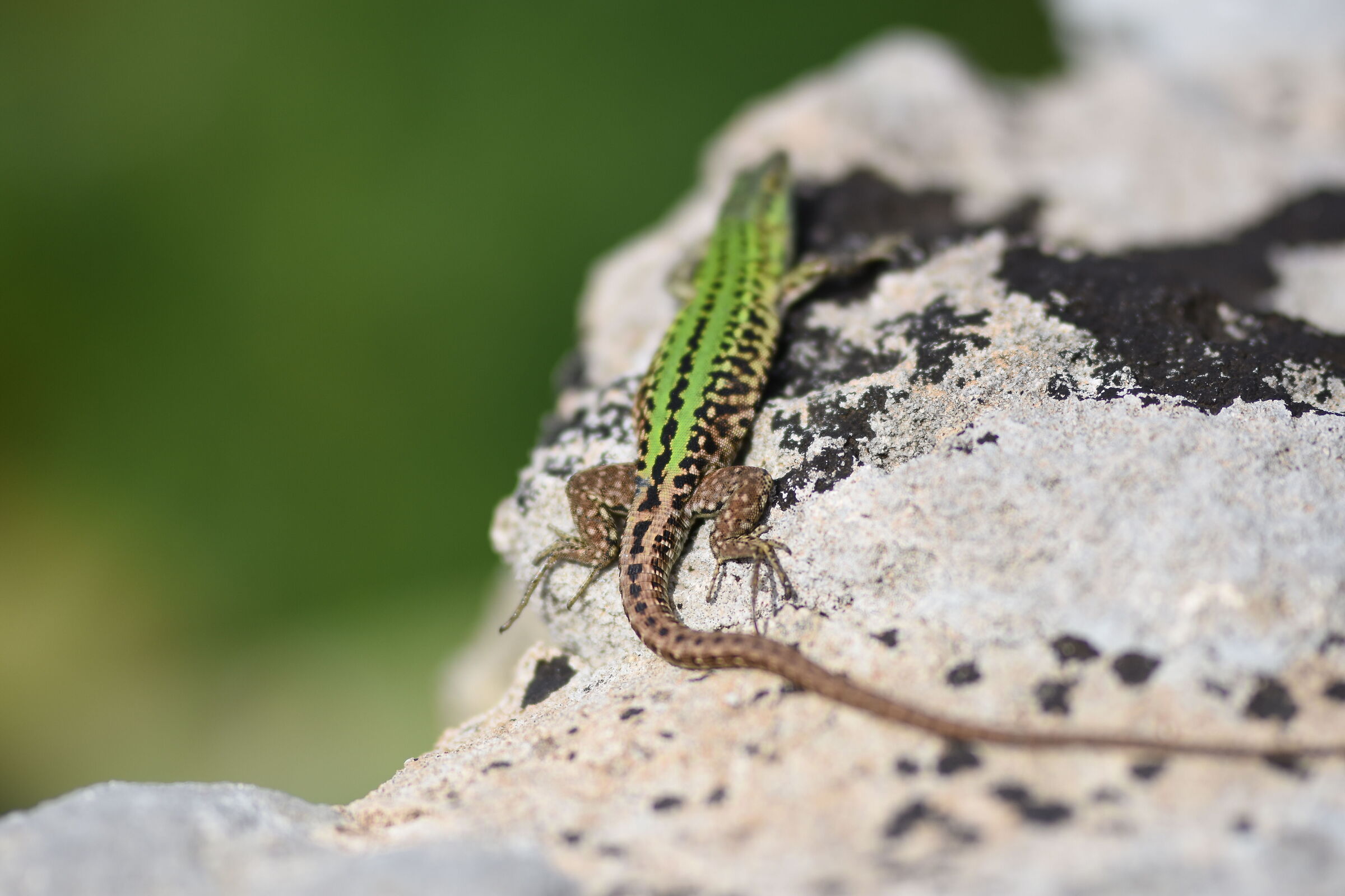 @ F. 1.4, 1/ 8 Mila, ISO 125, Sigma 85, 1.4 A., D 7200