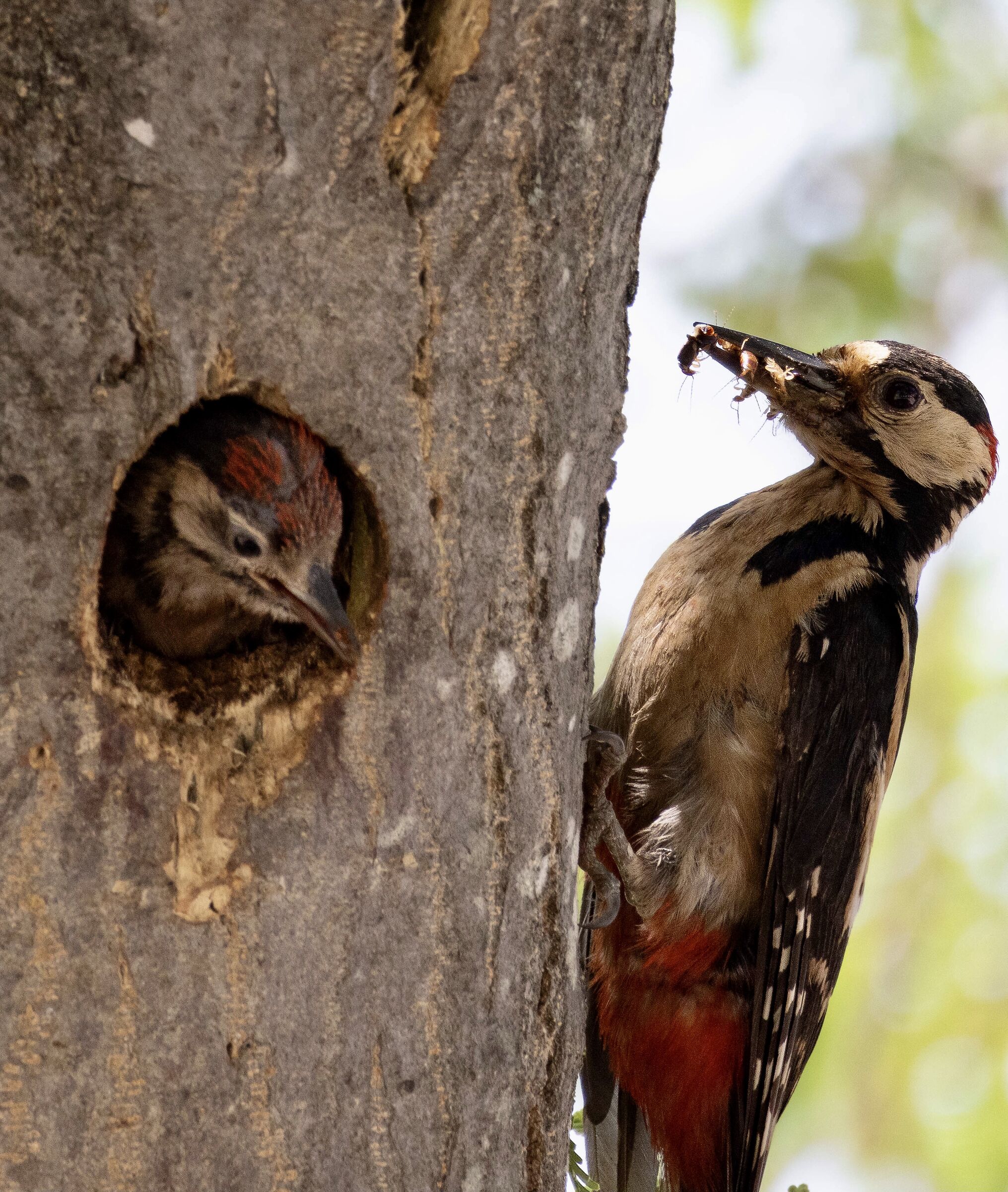 Spotted woodpecker
