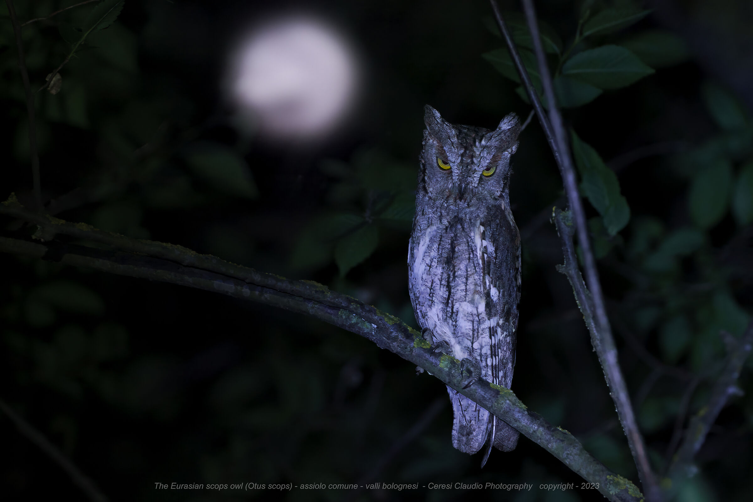 l'assiolo e la luna