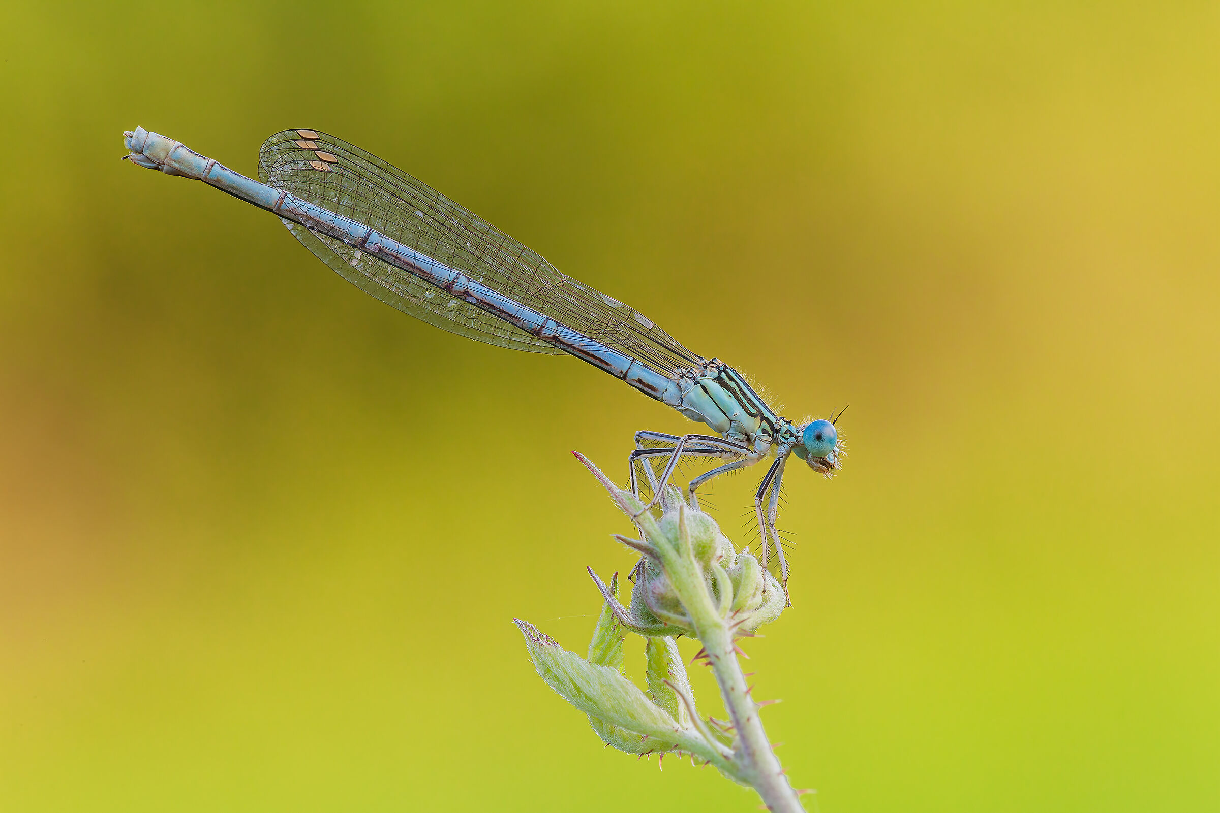 Platycnemes pennipes