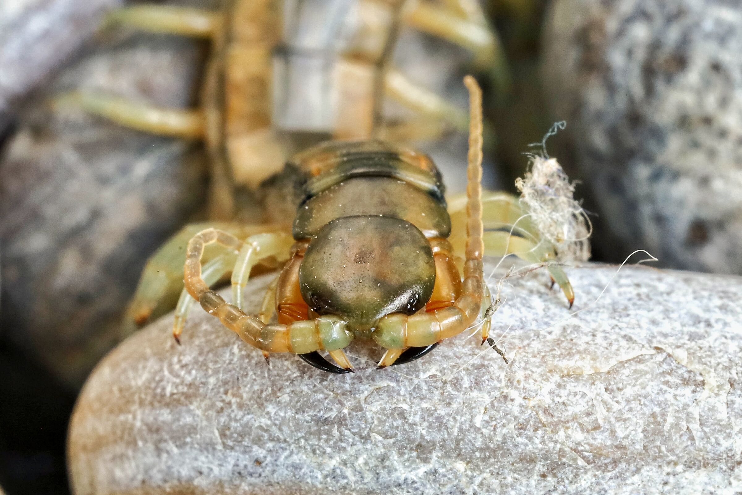 Scolopendra cingulata