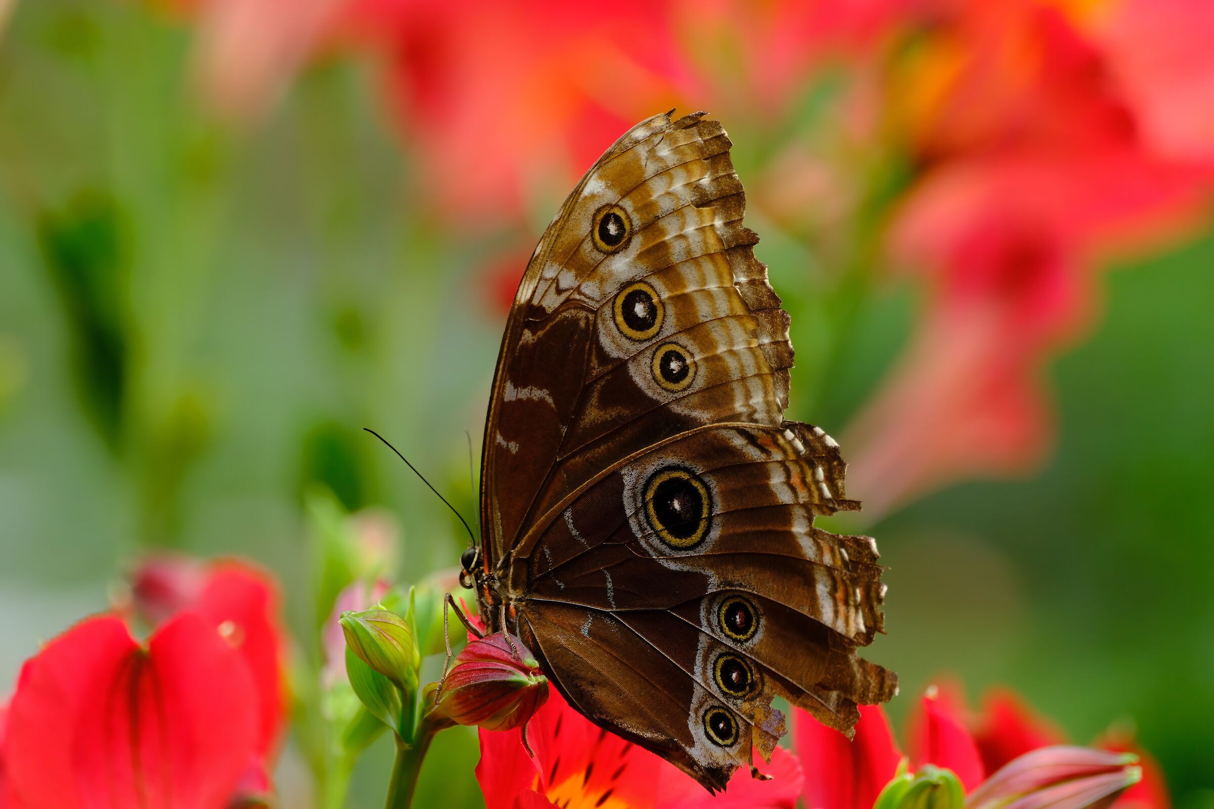 Morpho...