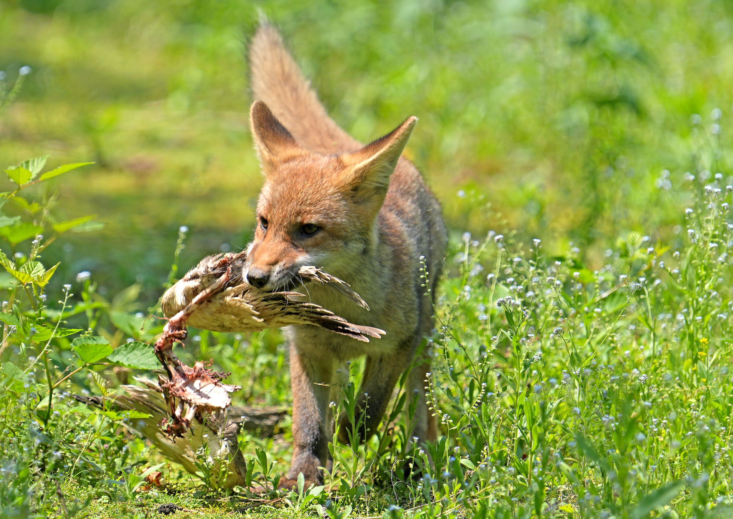 Giovane Volpe con la sua preda
