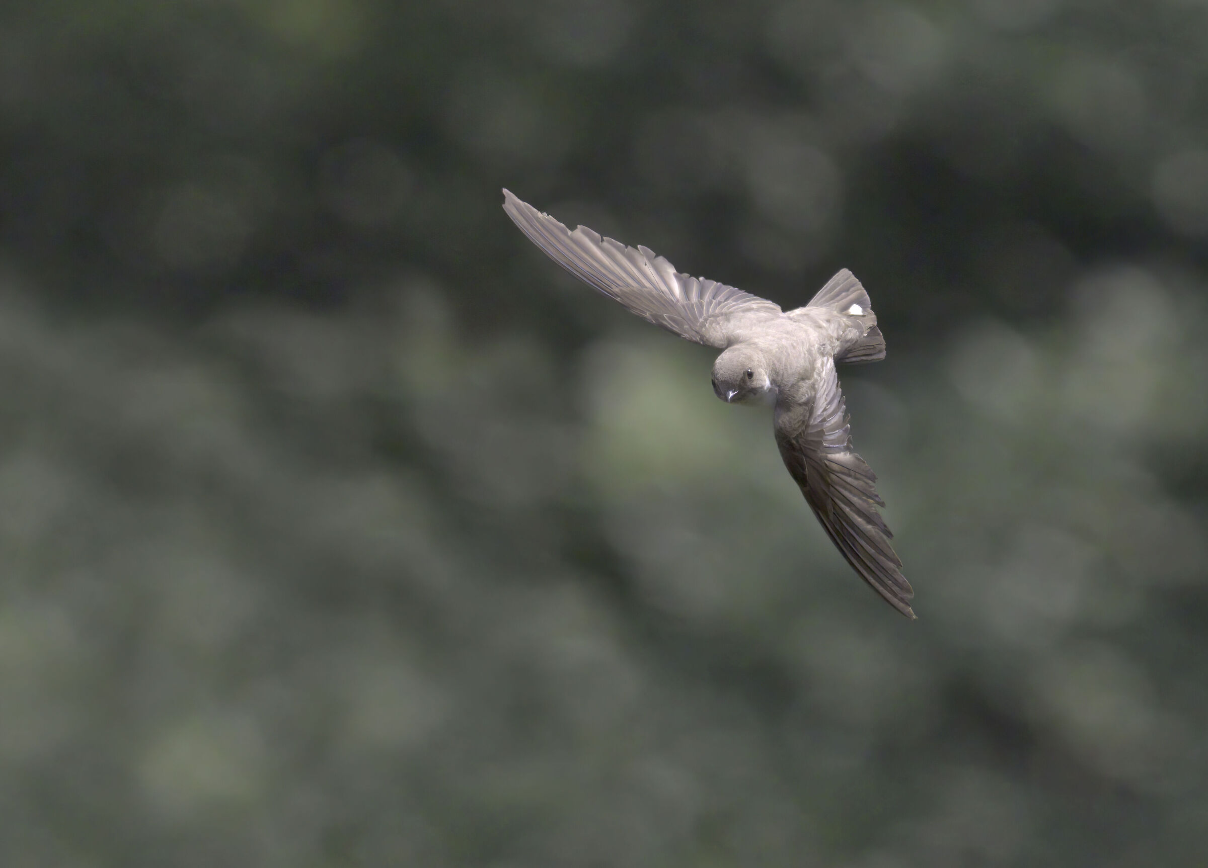 swallow