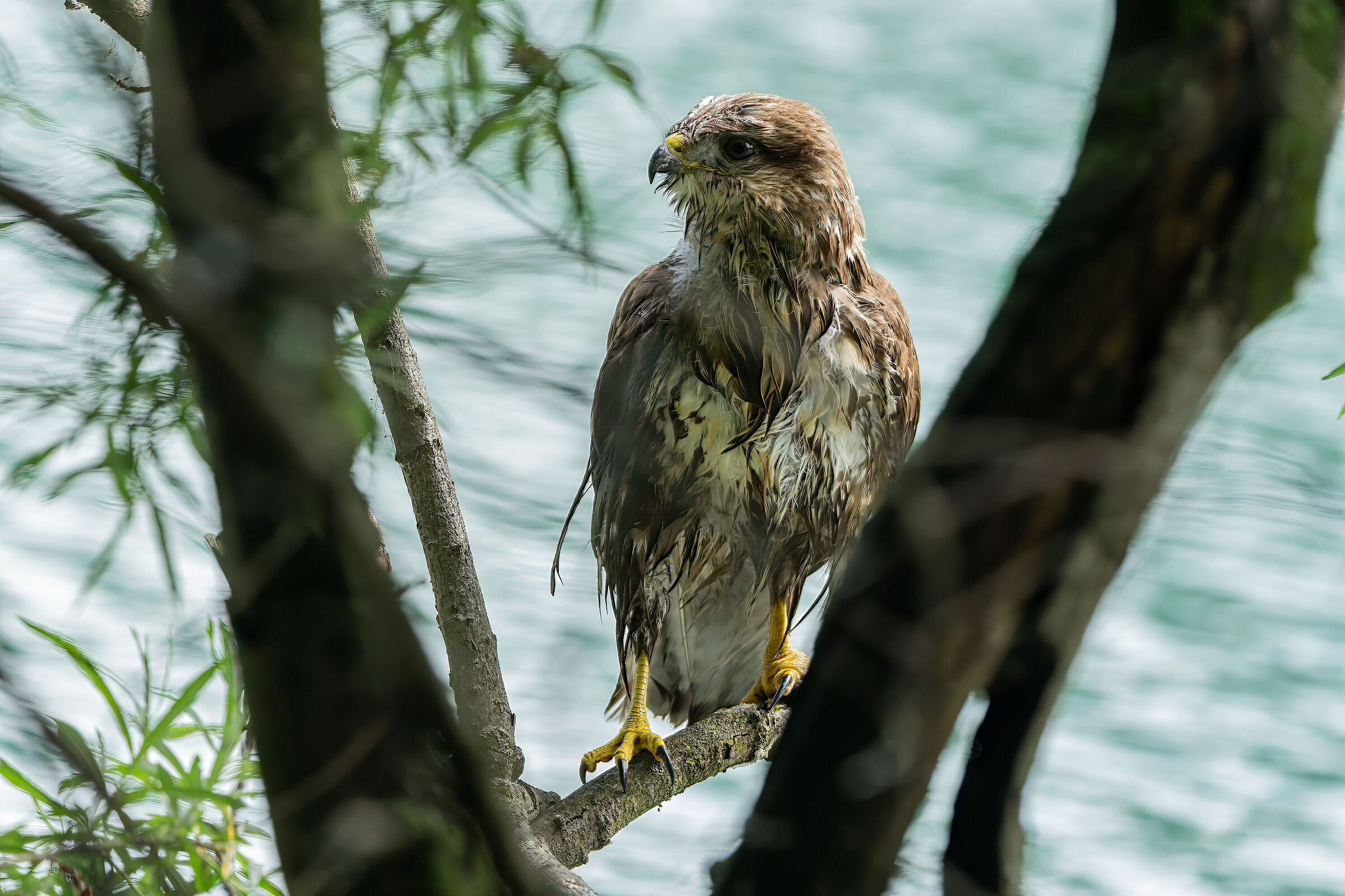 Buzzard after bathing