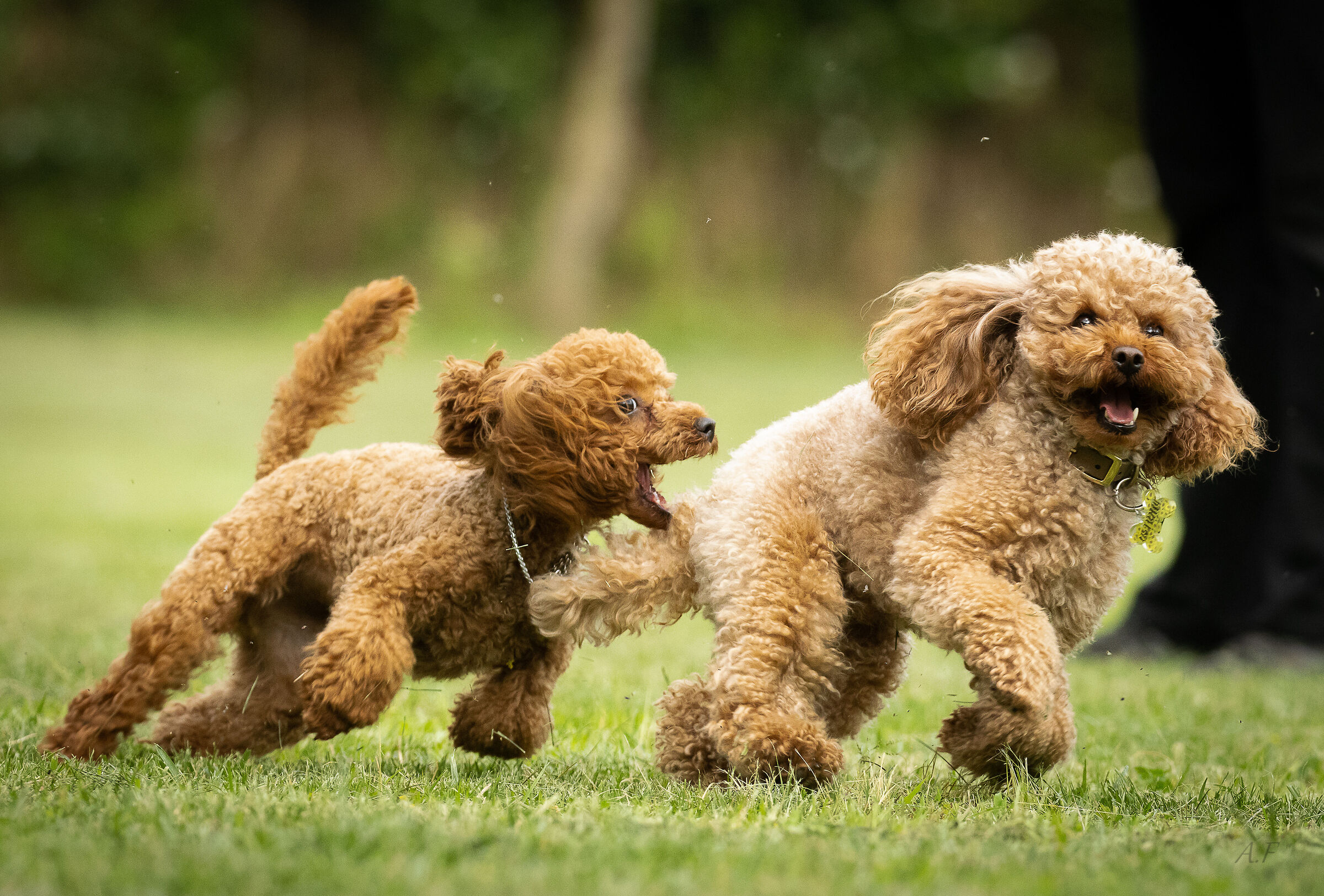 Poodles Toy!