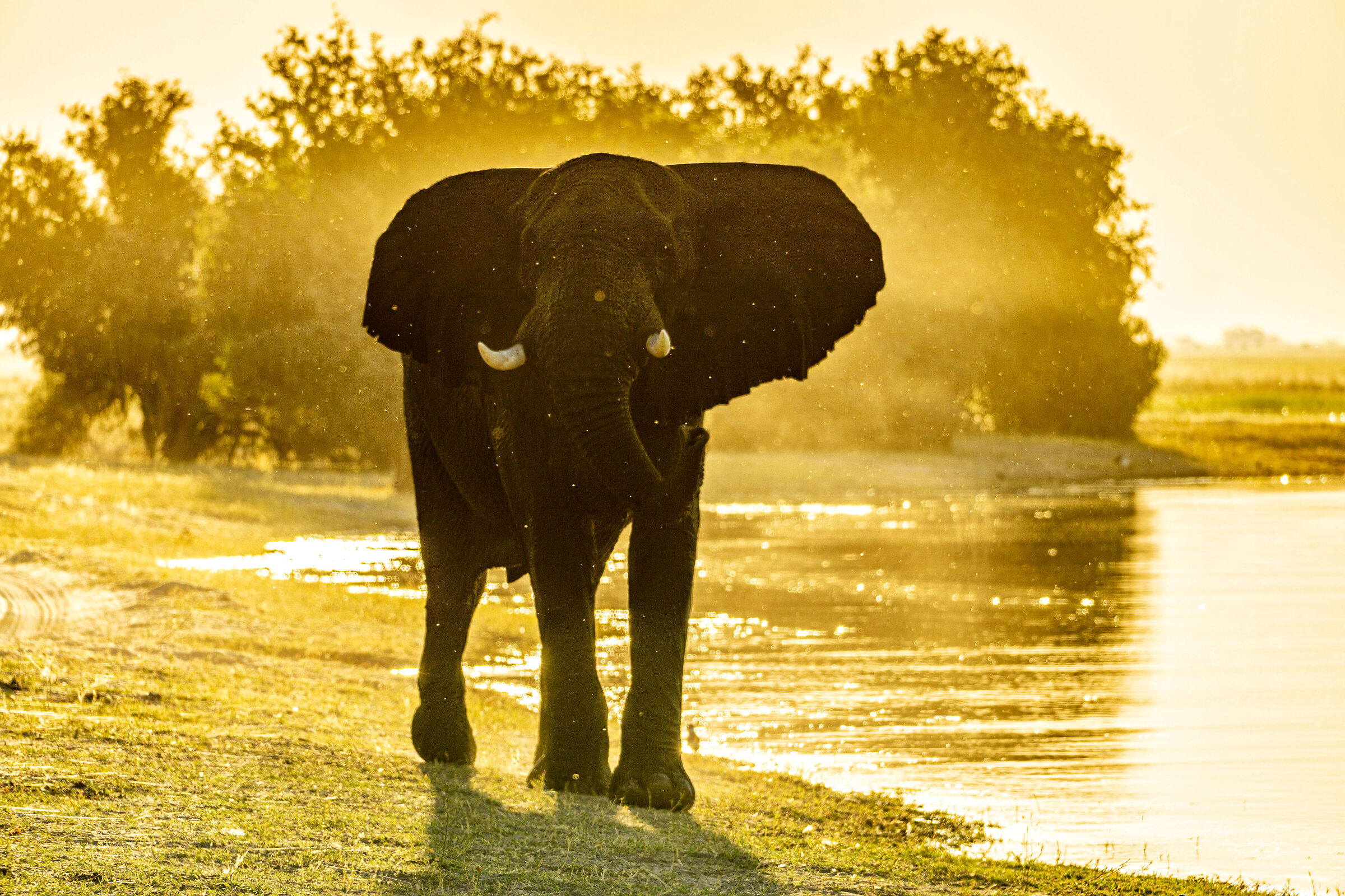 Sunset over Chobe
