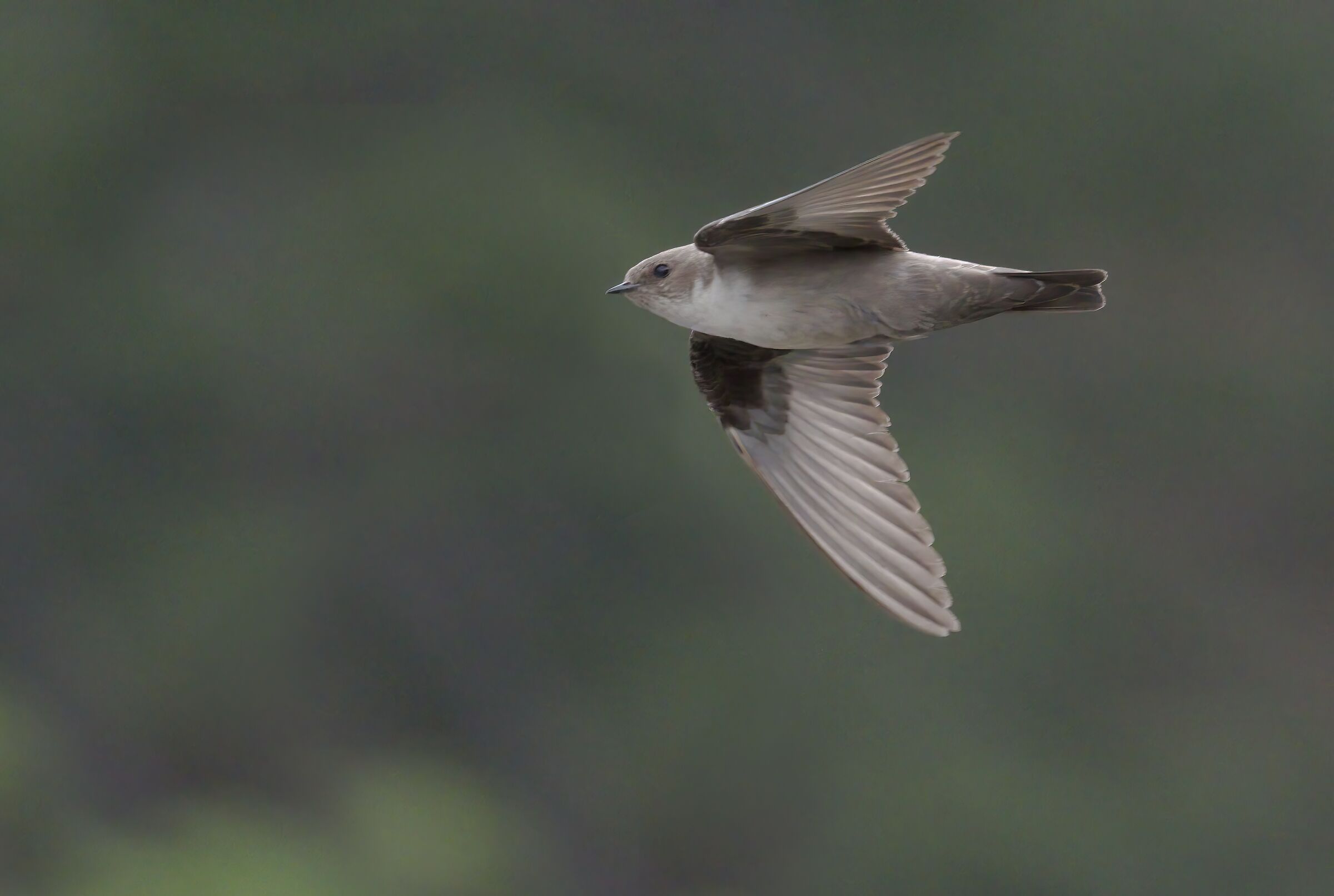 swallow 2