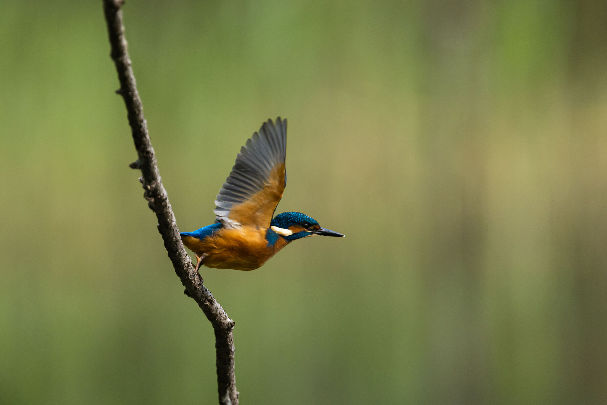 Kingfisher - Saletti Oasis (BG)